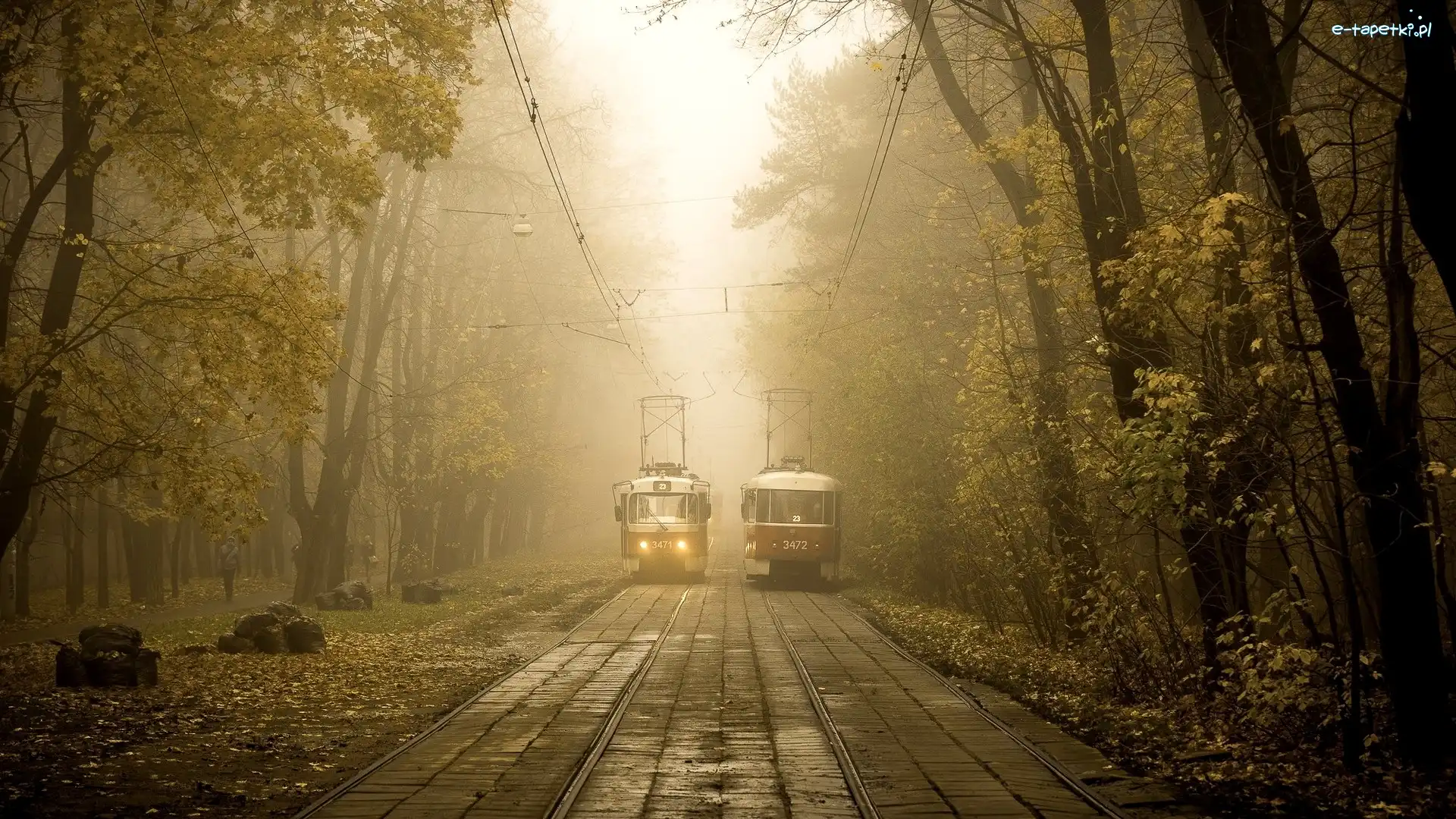 Szyny, Mgła, Drzewa, Tramwaje