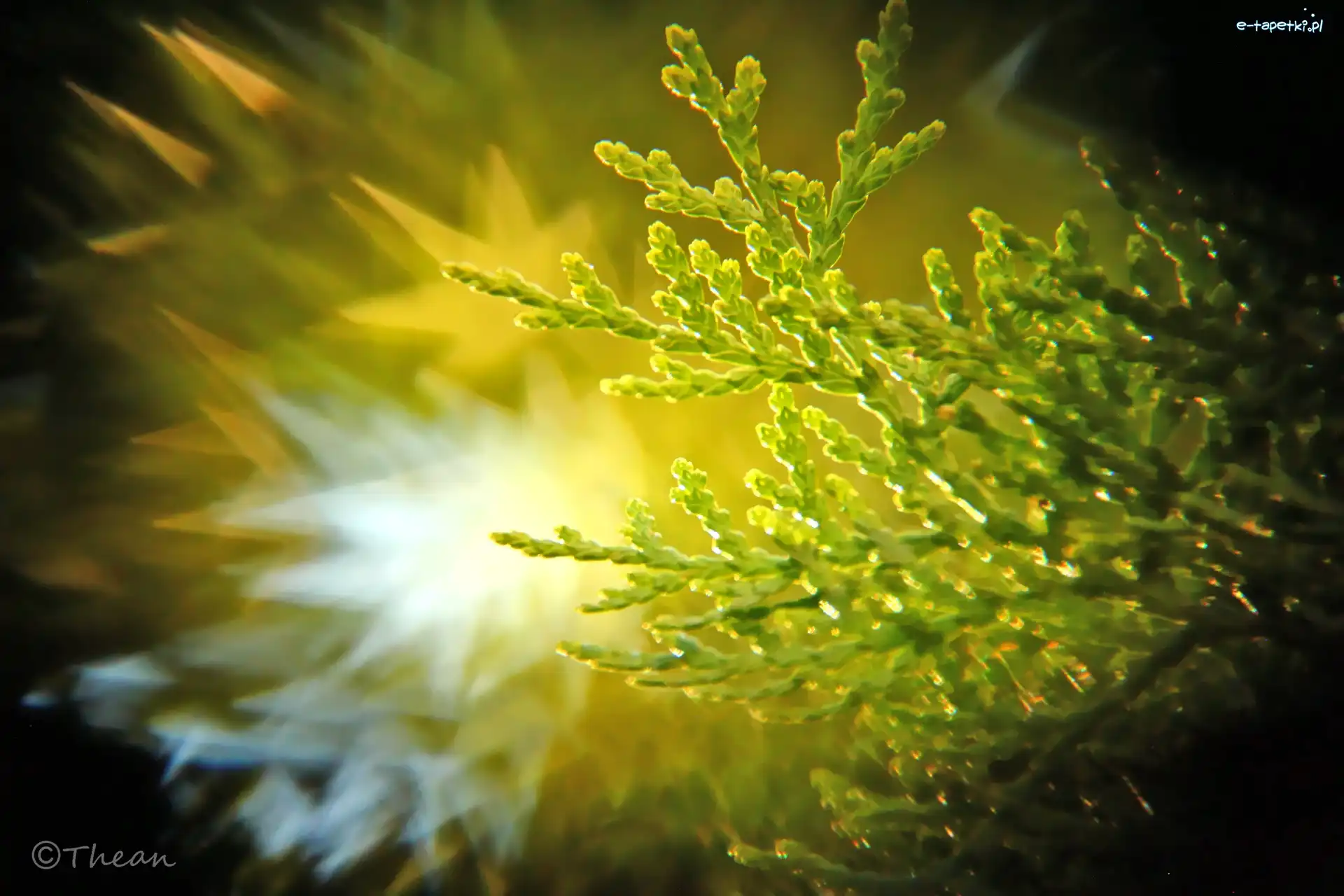 Bokeh, Tuja