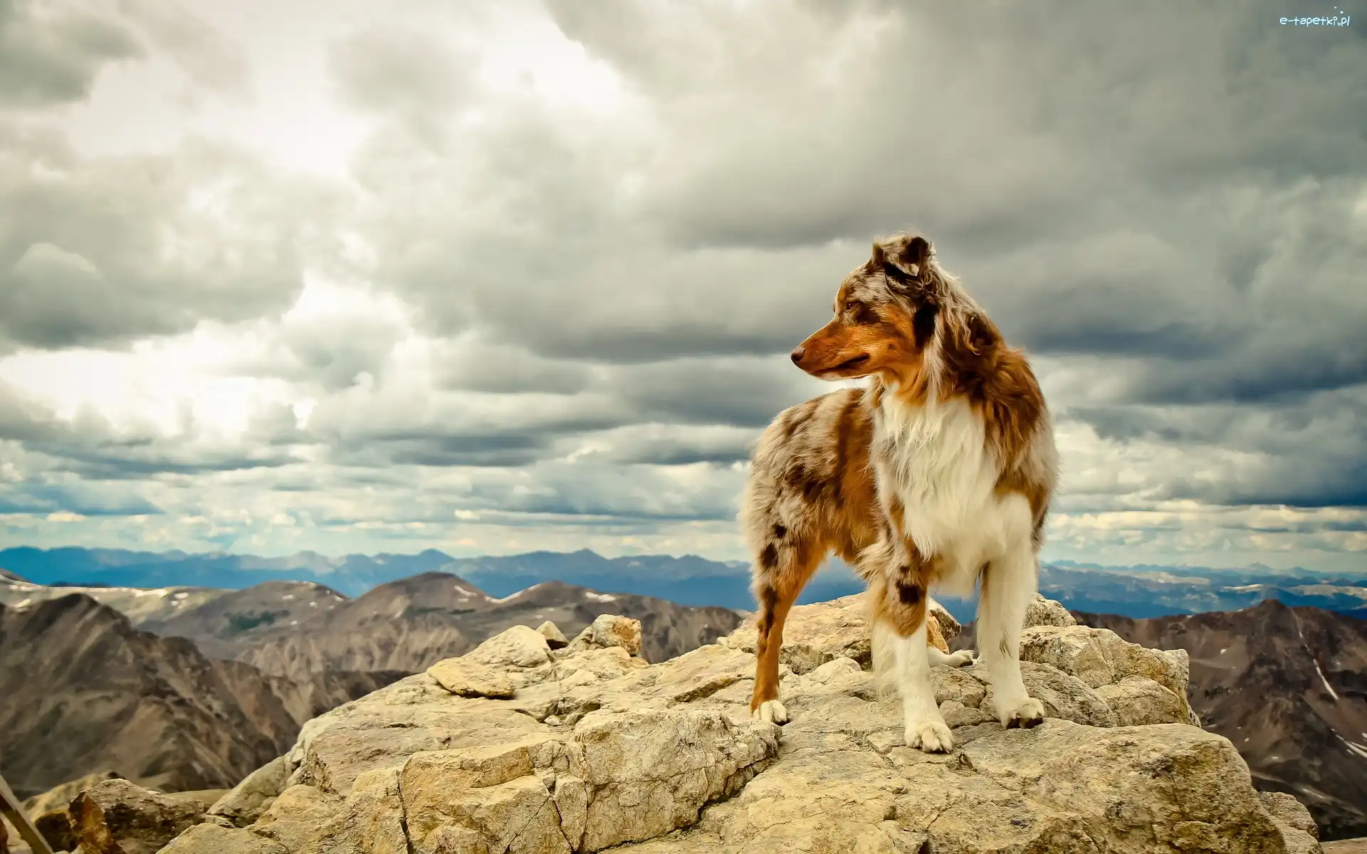 Owczarek australijski-australian shepherd, Skała
