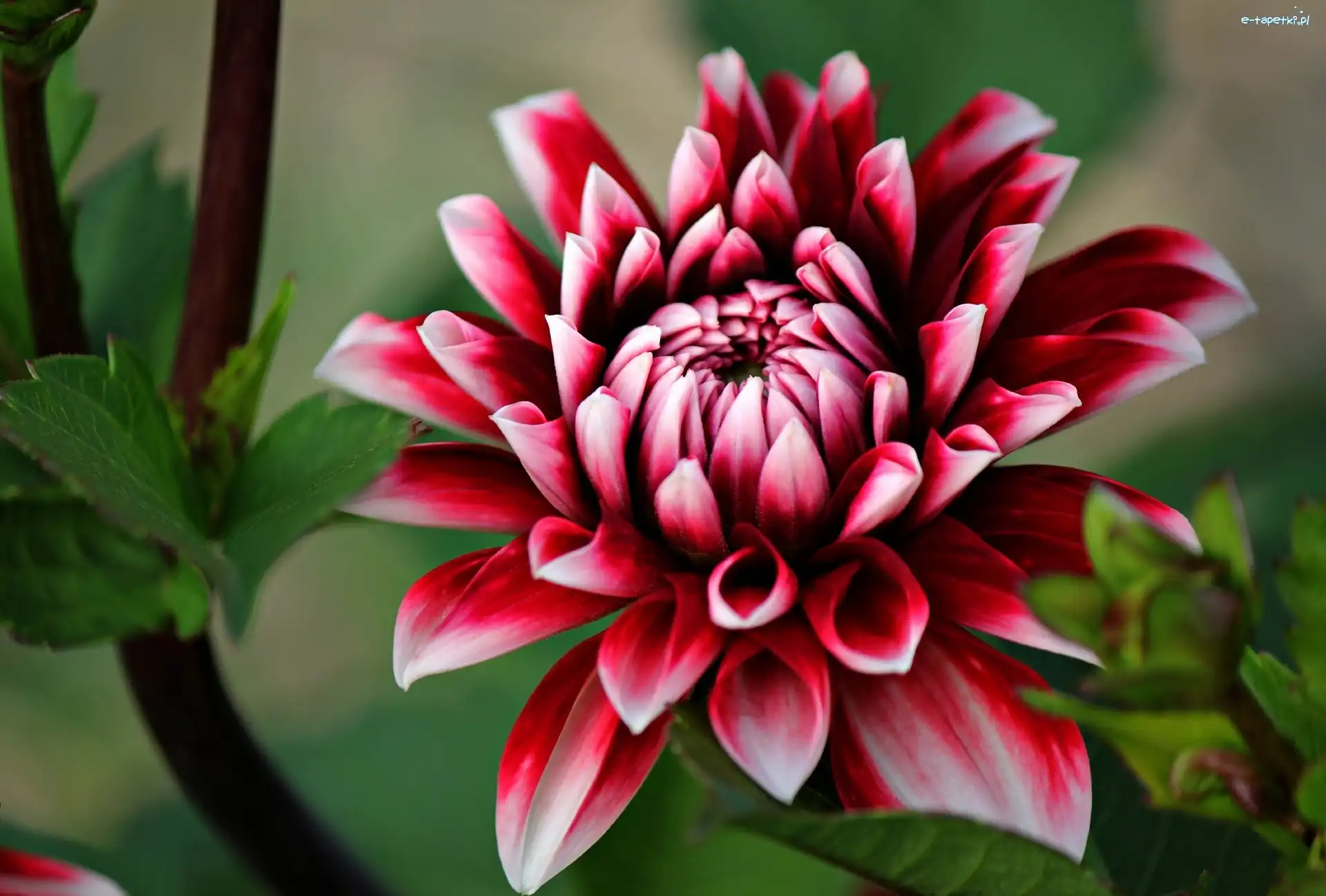 Dalia, Bordowa