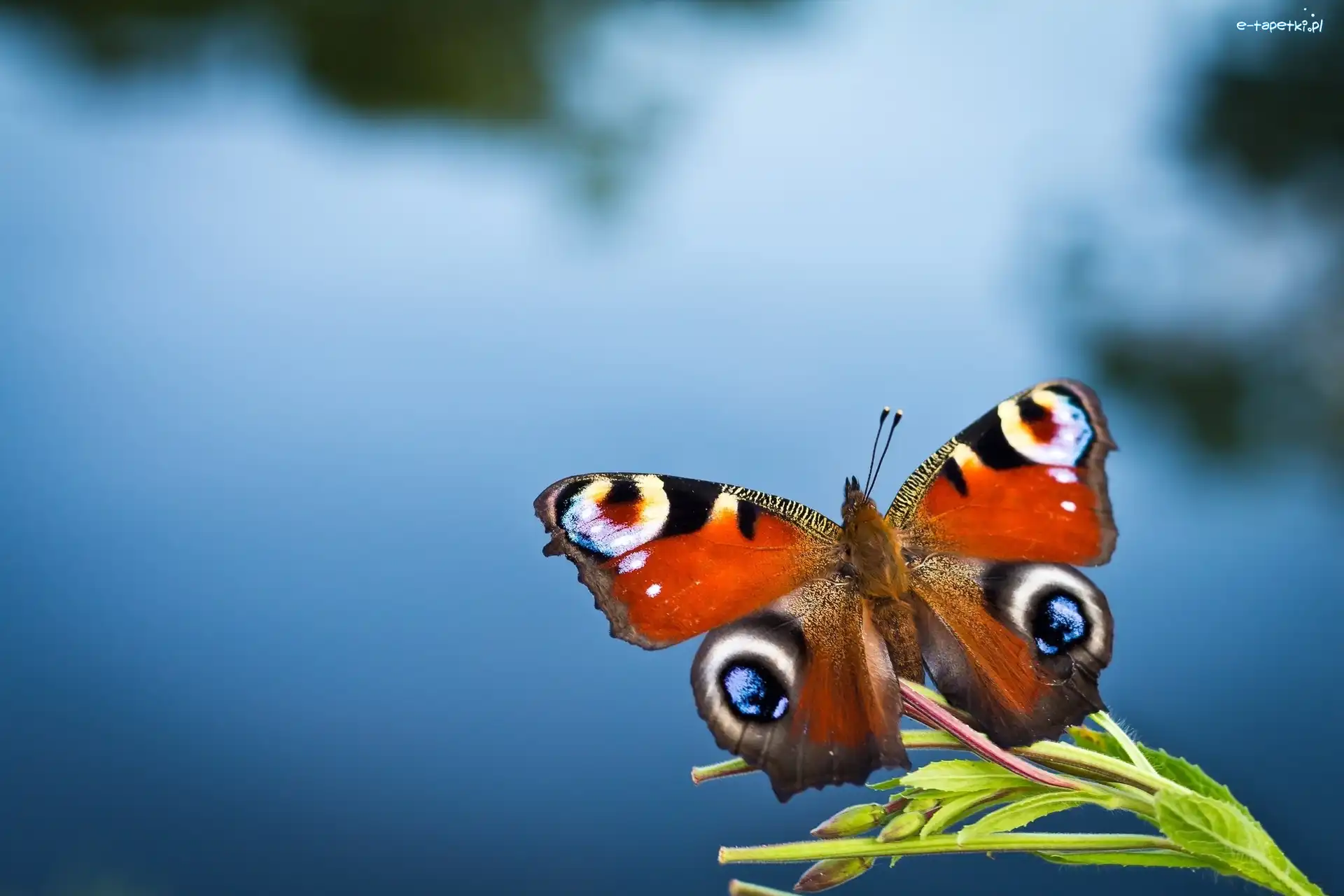 Woda, Roślinka, Motyl