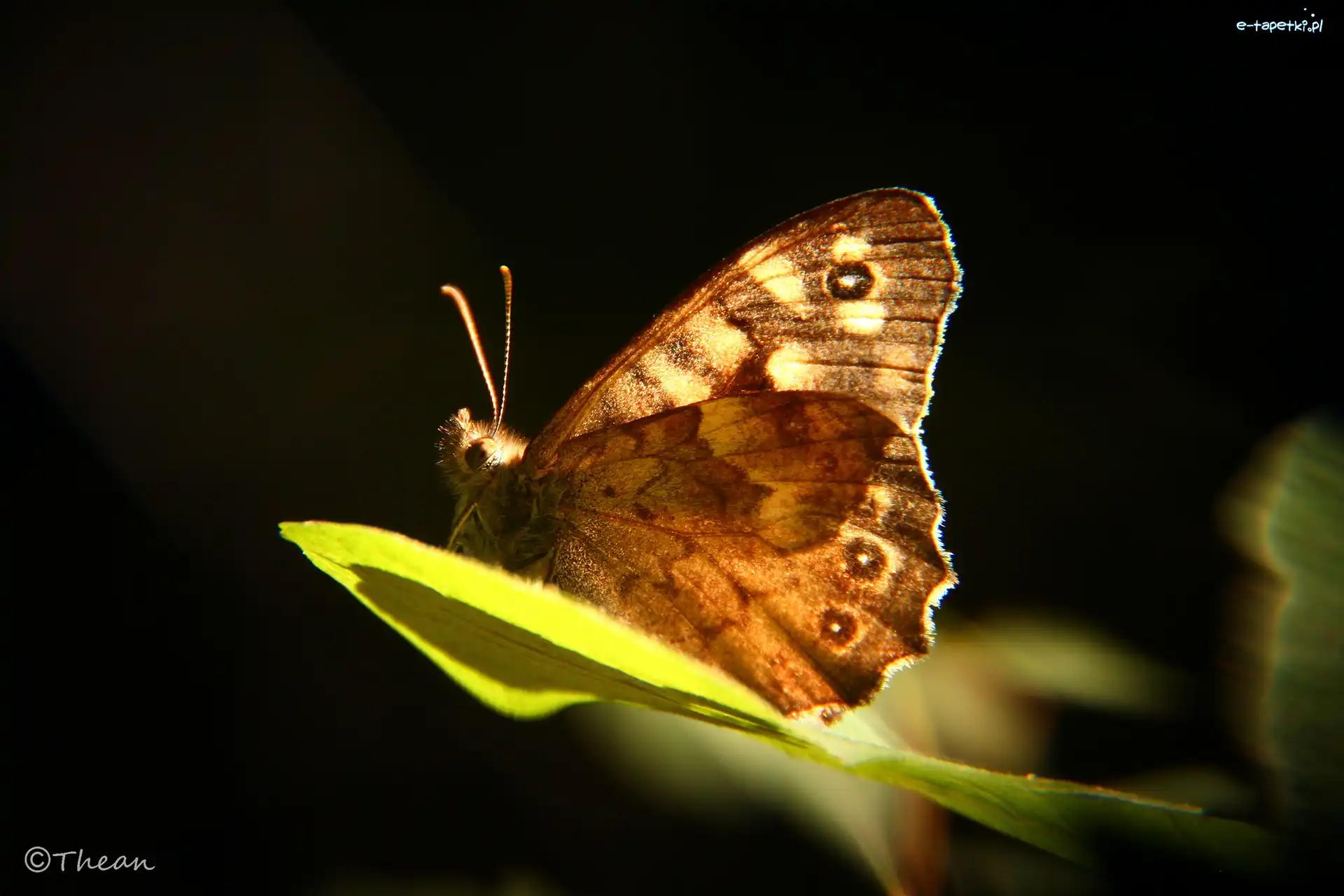 Liść, Motyl