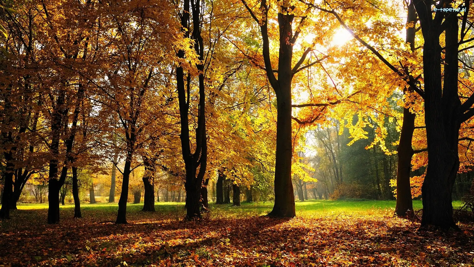 Park, Jesień