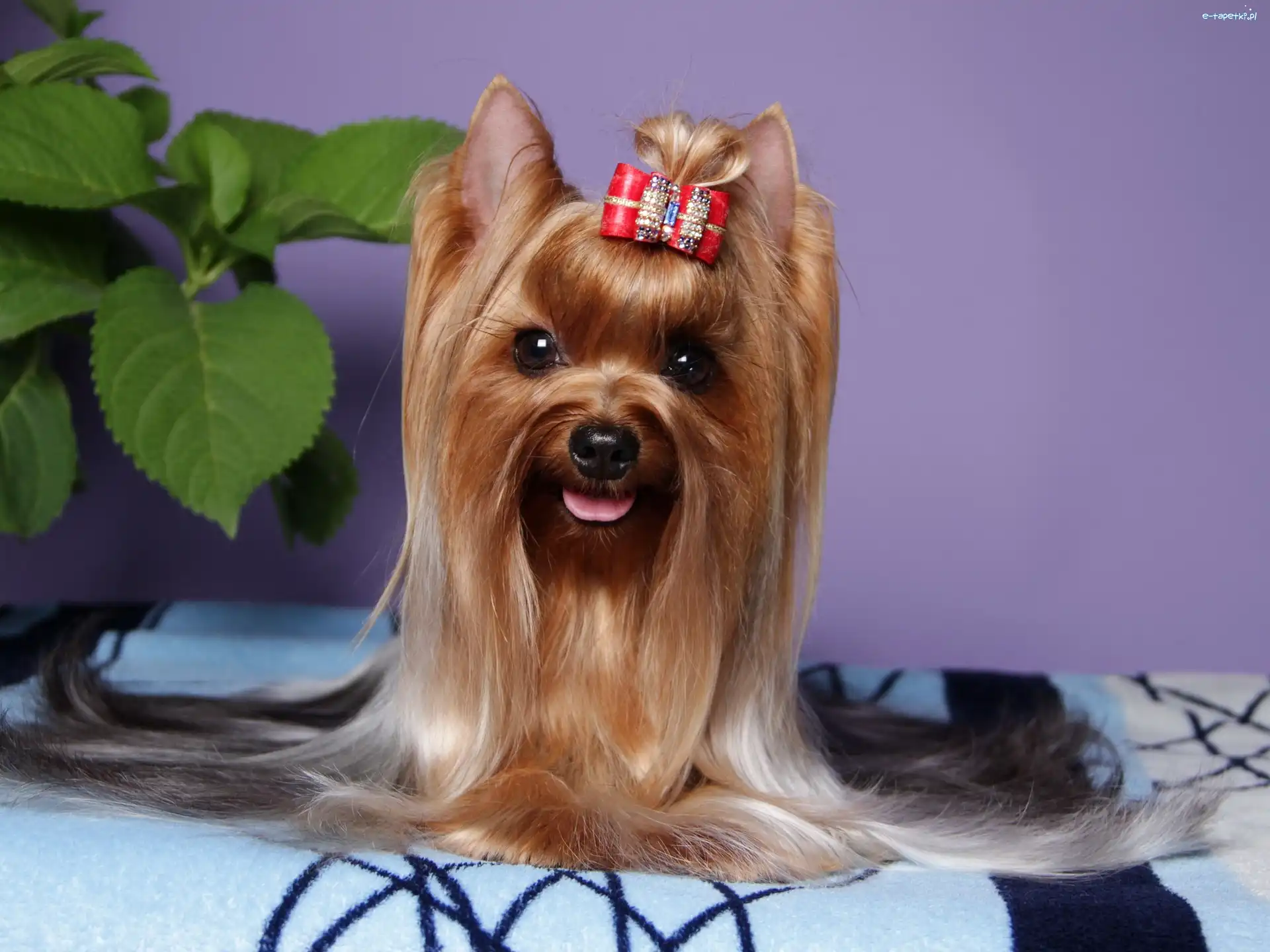 Kokardka, Yorkshire Terrier