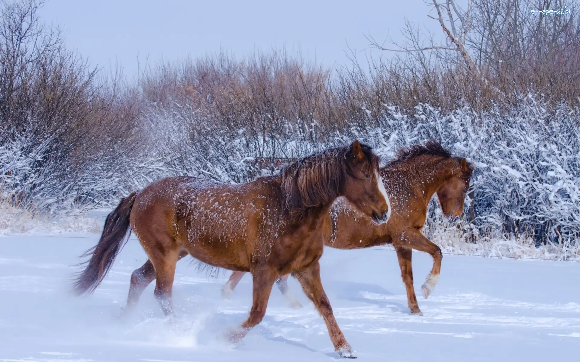Śnieg, Galop, Konie