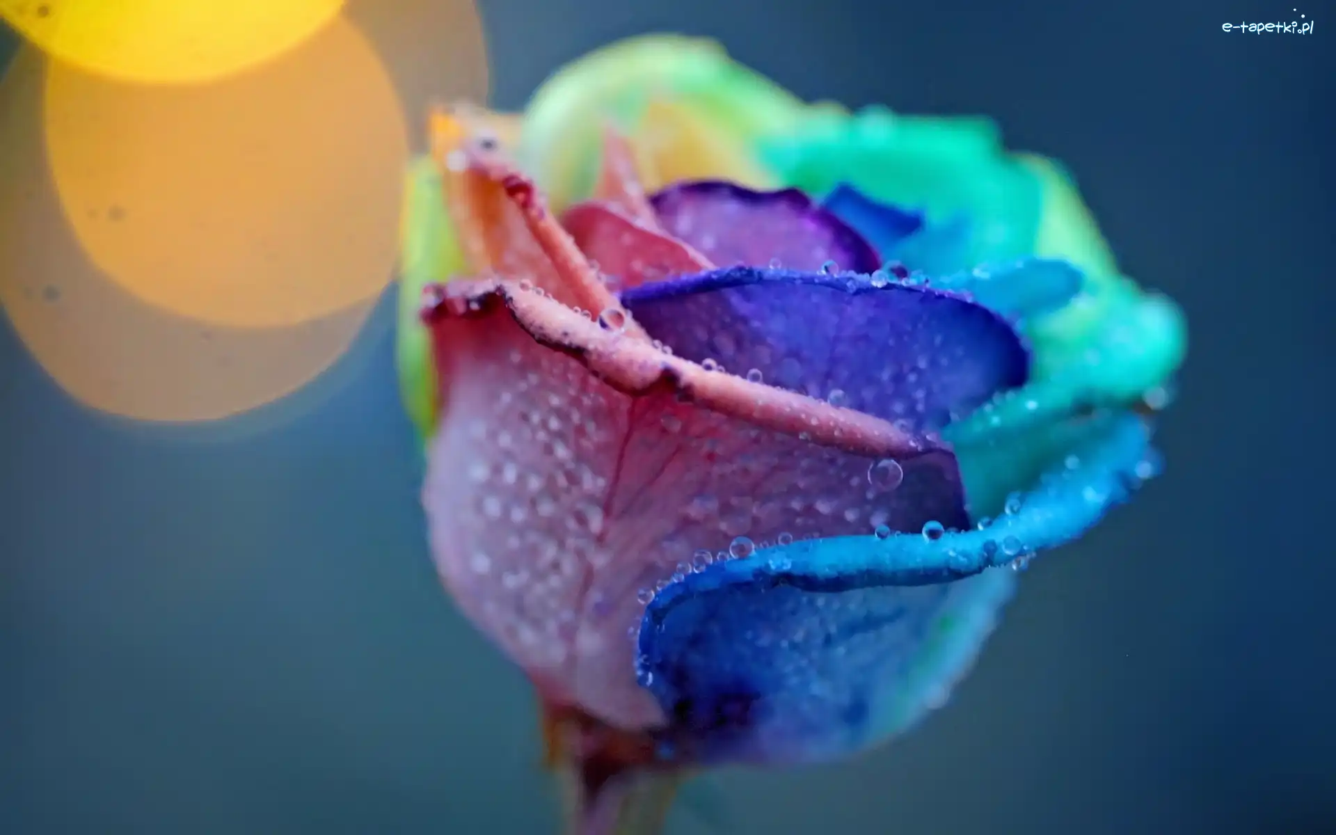 Rosa, Róża