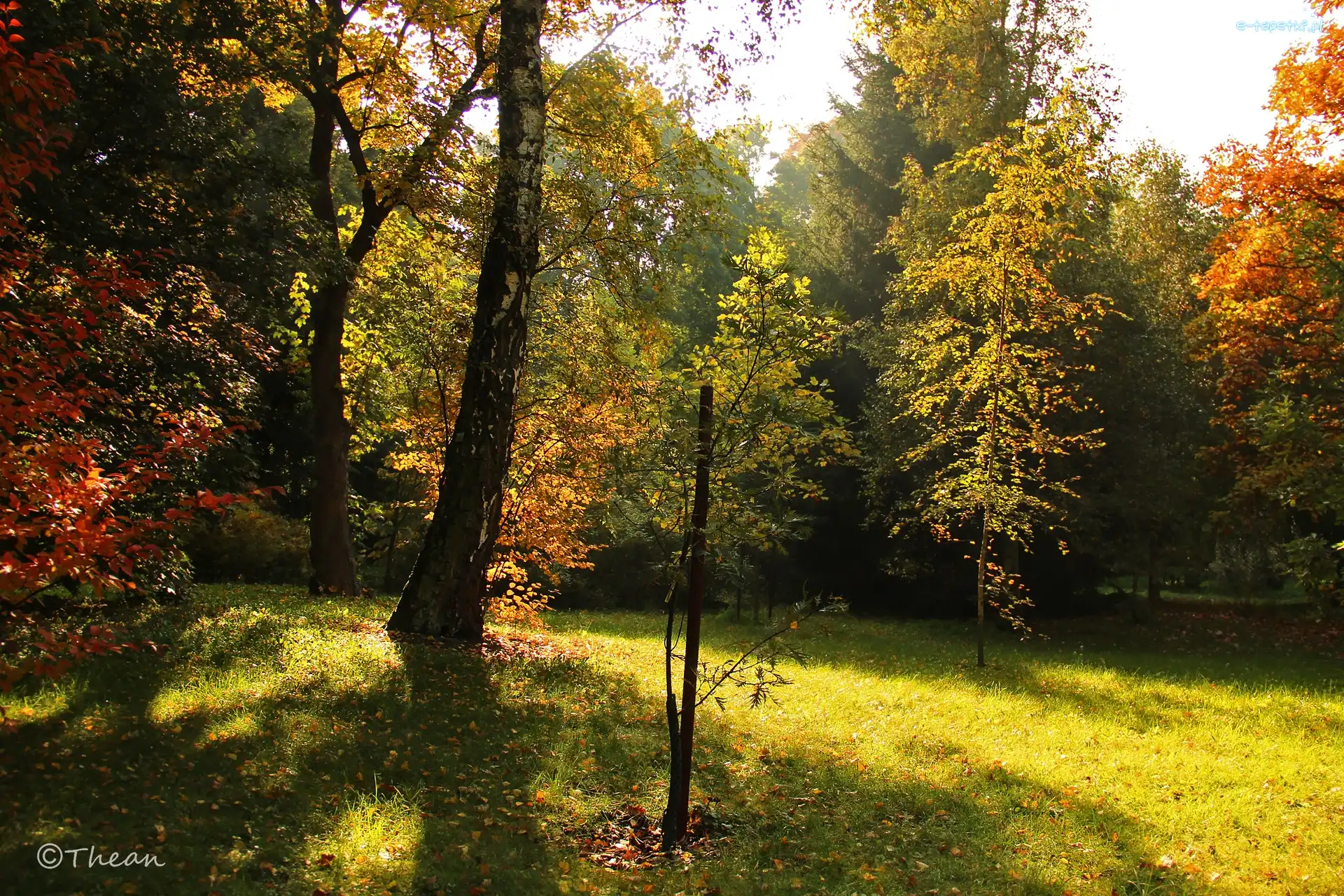 Drzewa, Jesienne, Kolorowe, Jesień, Liście