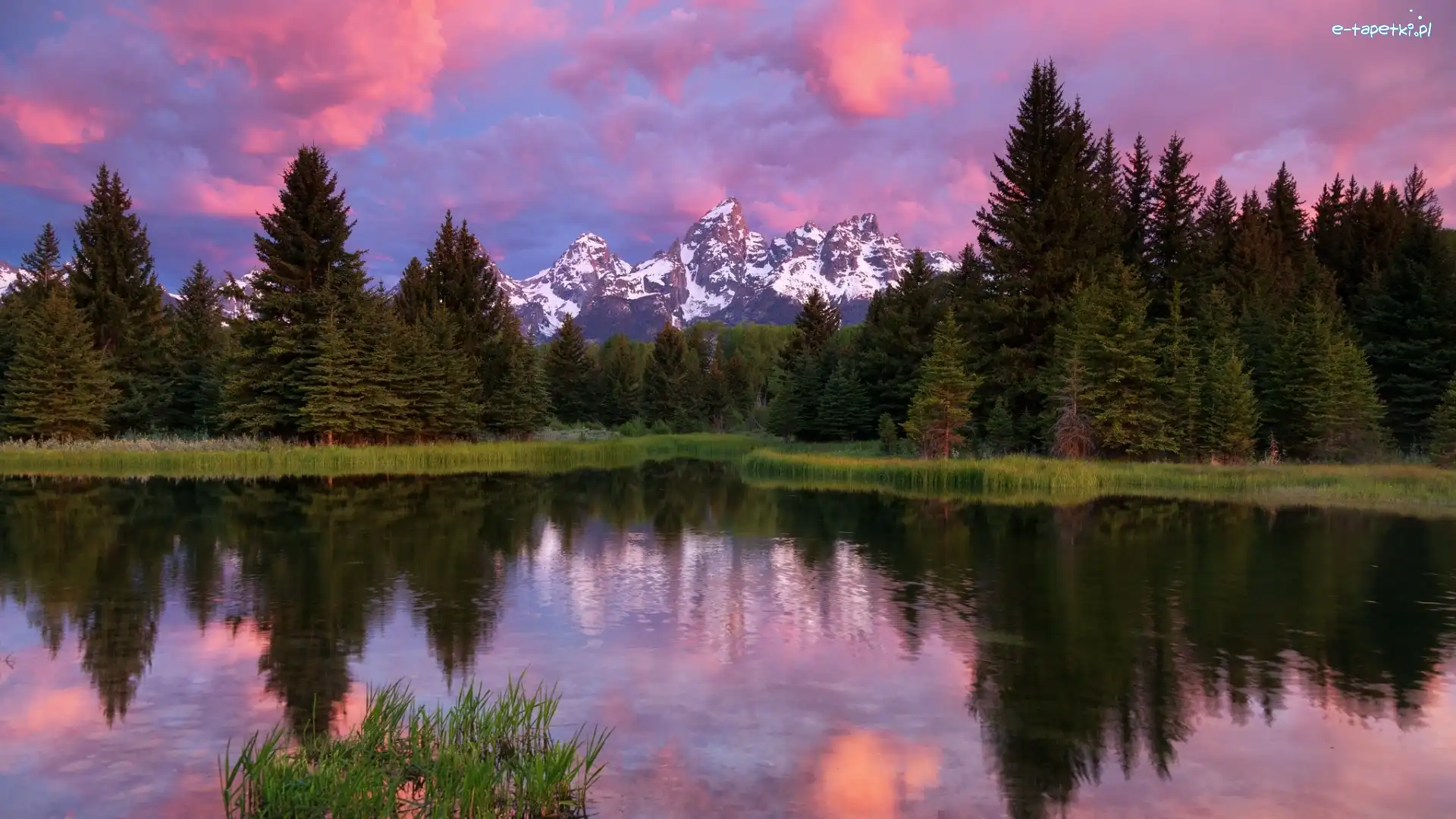 Stany Zjednoczone, Park Narodowy Grand Teton, Stan Wyoming, Drzewa, Rzeka Snake River