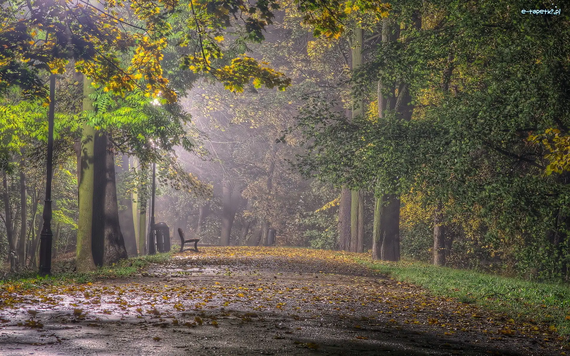 Jesień, Liście, Przebijające, Ławka, Park, Mgła, Światło