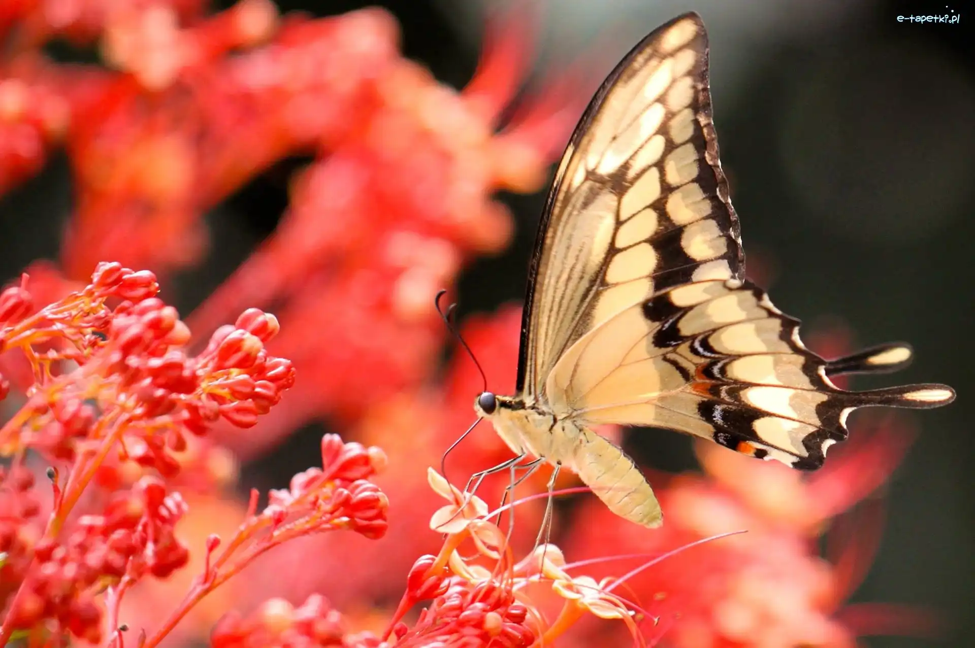 Motyl, Kwiaty, Koralowe