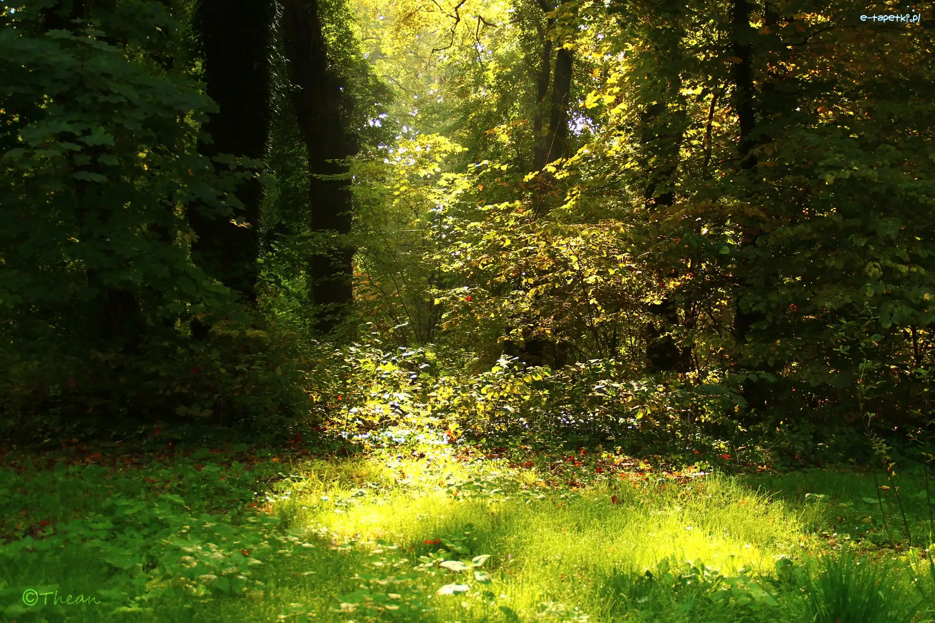 Drzewa, Liście, Trawa, Ogród