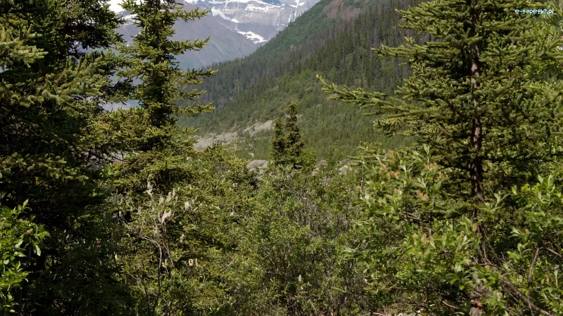 Drzewa, Las, Góry