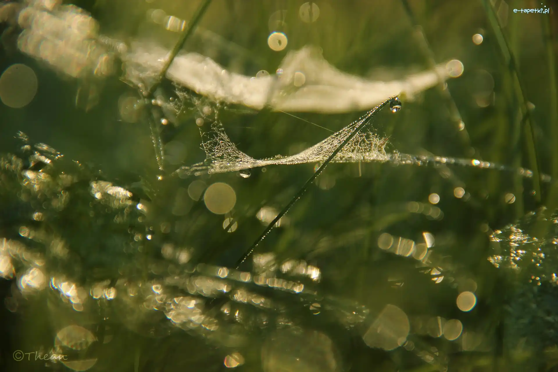 Bokeh, Krople, Pajęczyna, Trawa