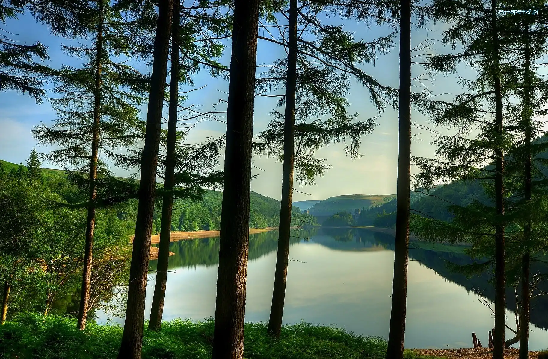 Las, Wzgórza, Drzewa, Jezioro