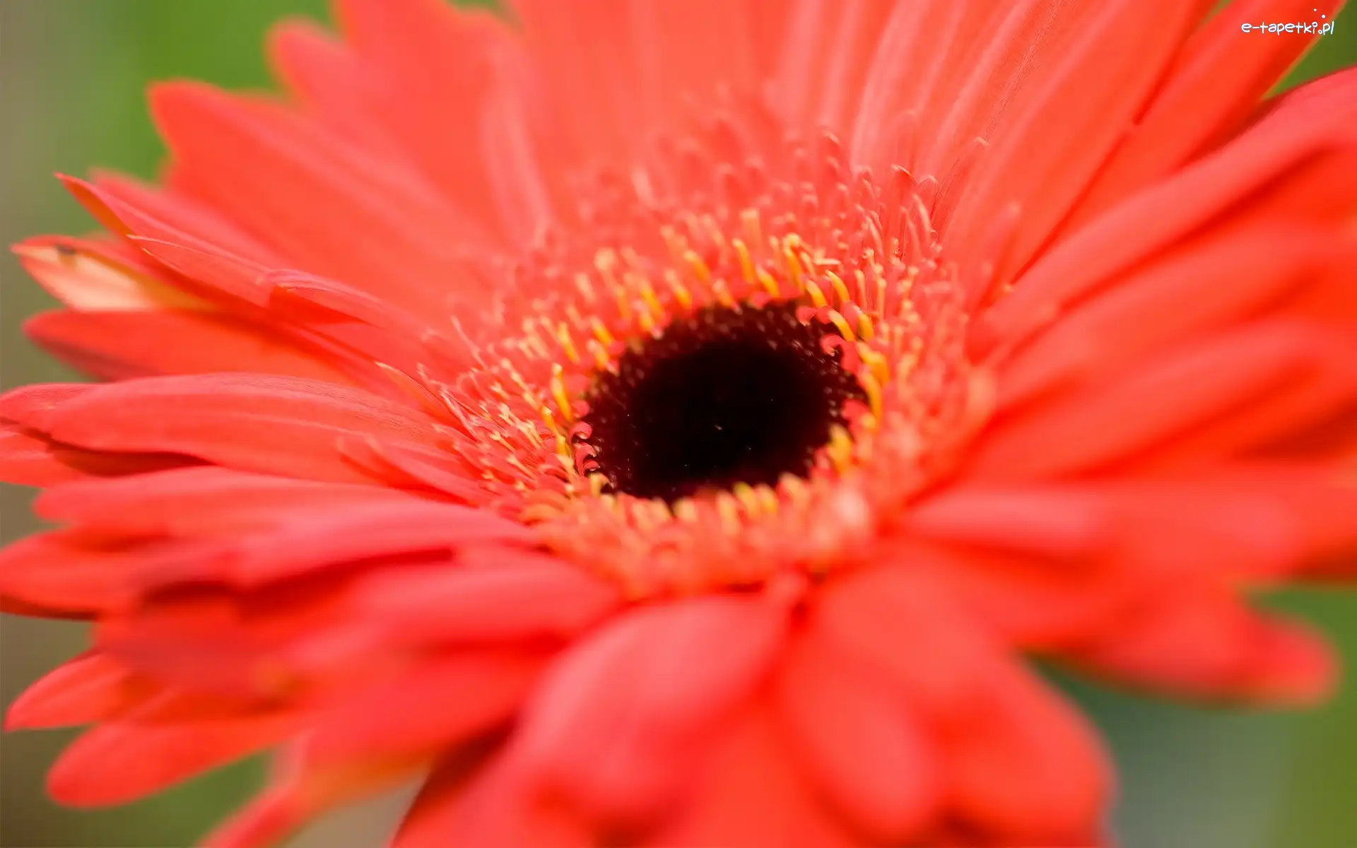 Gerbera, Czerwona