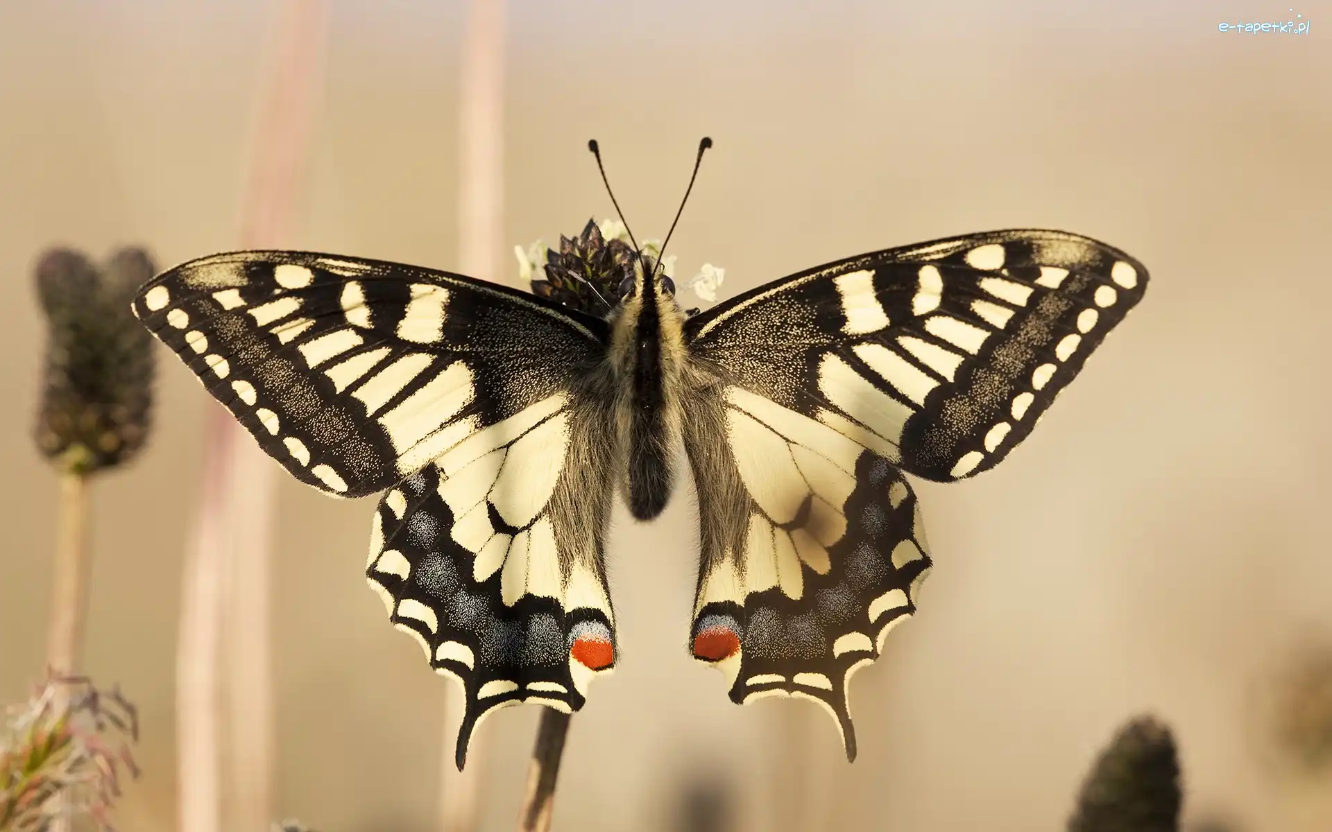 Biało, Motyl, Czarny, Kropki, Czerwone