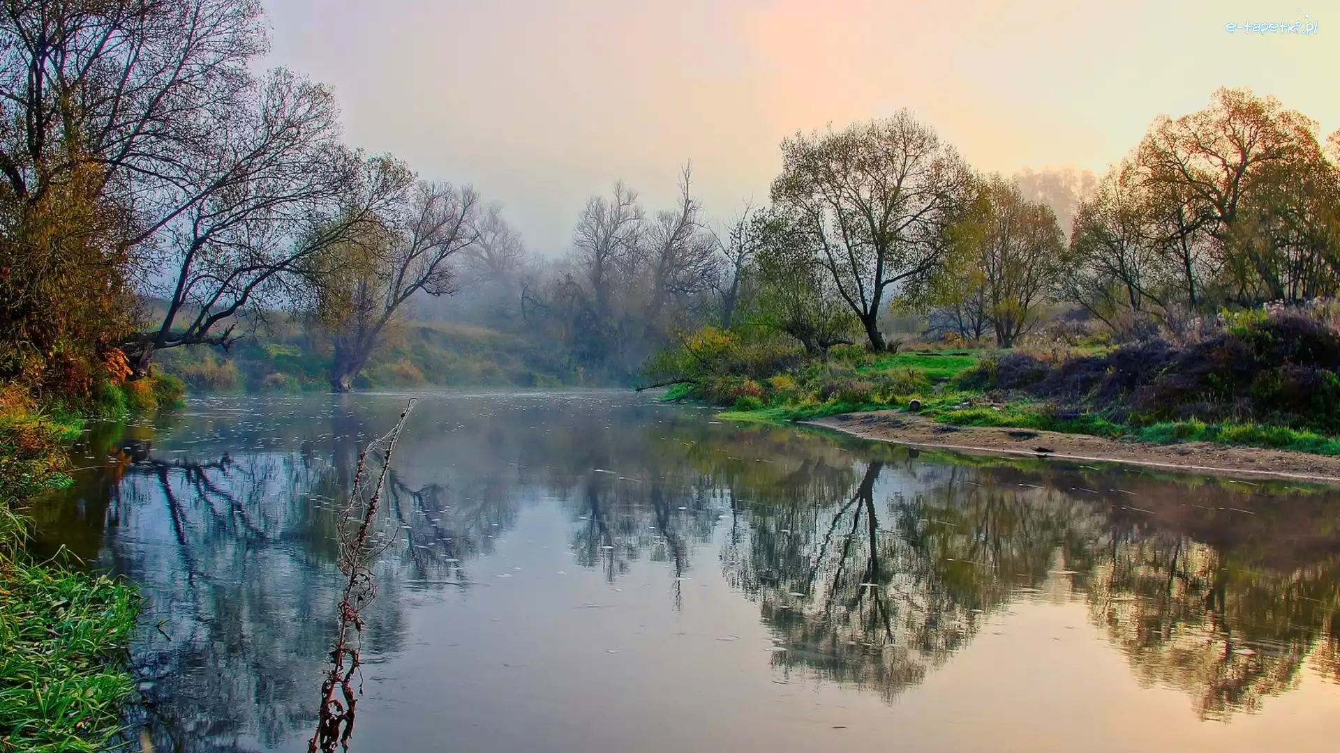 Drzewa, Mgła, Rzeka