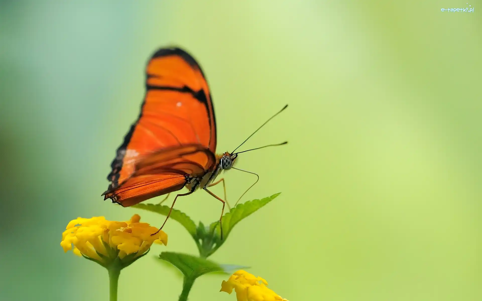 Czerwono, Motyl, Czarny, Kwiaty, Żółte