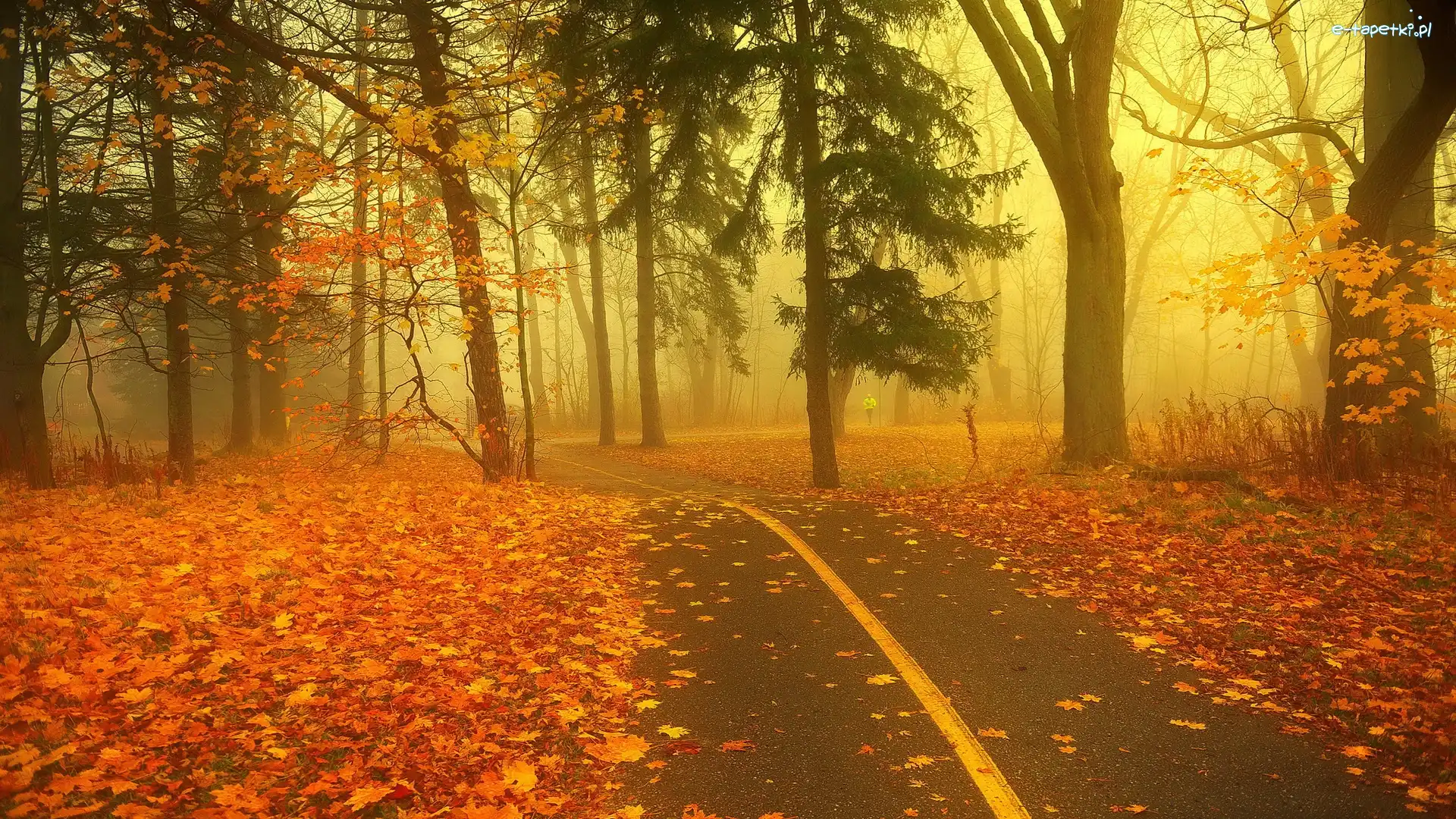 Park, Alejka, Mgła, Jesień, Liście