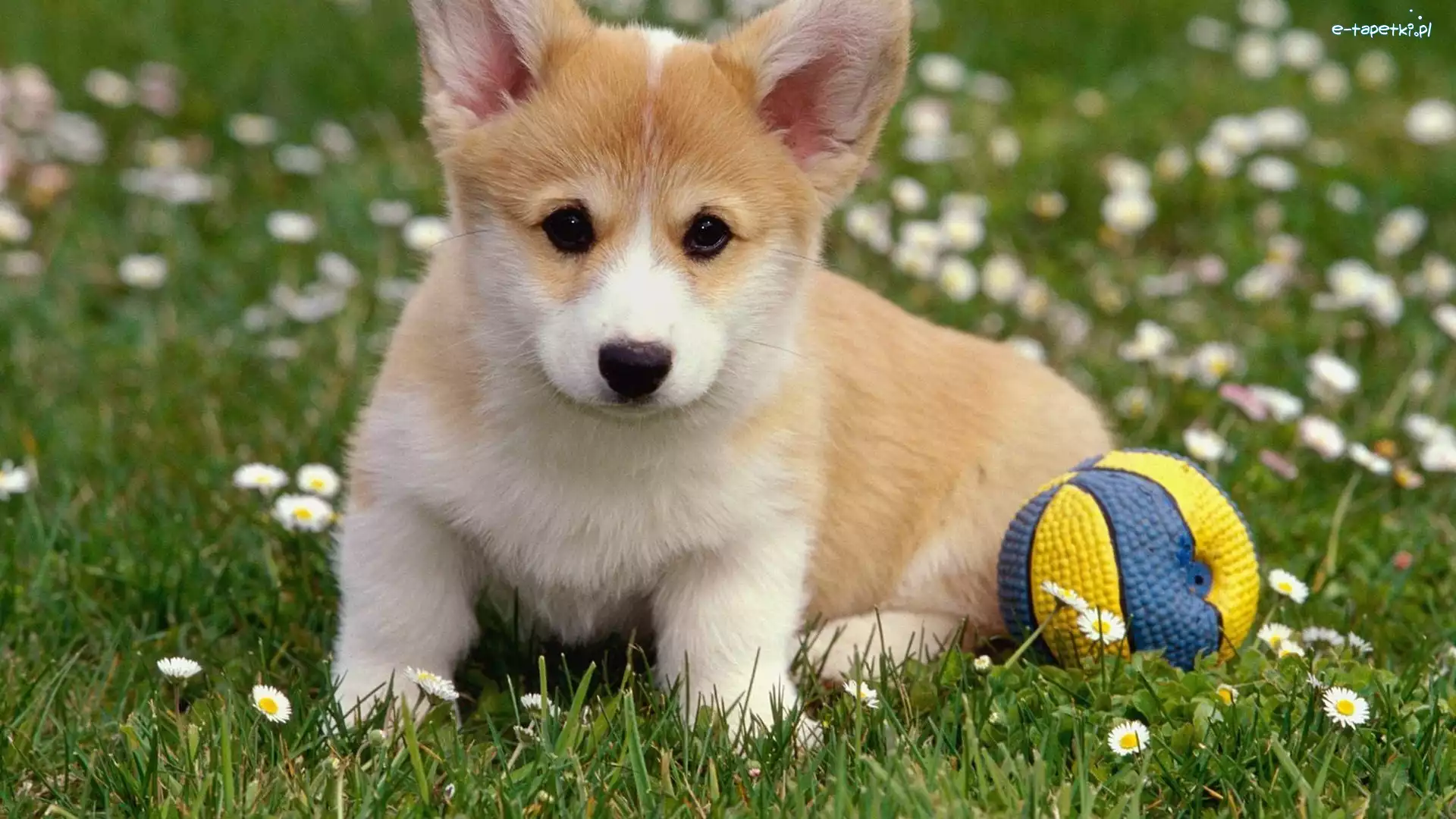 Piłeczka, Corgi, Szczeniak