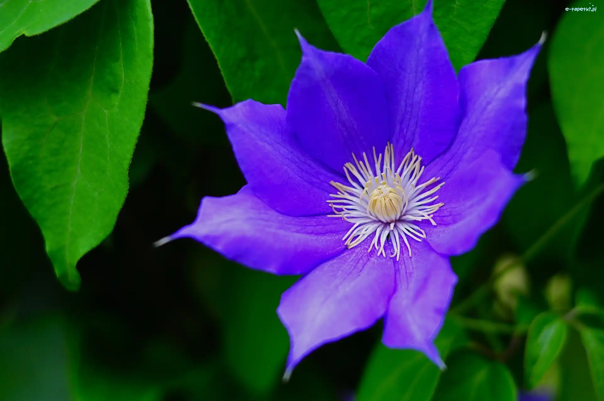 Liście, Clematis