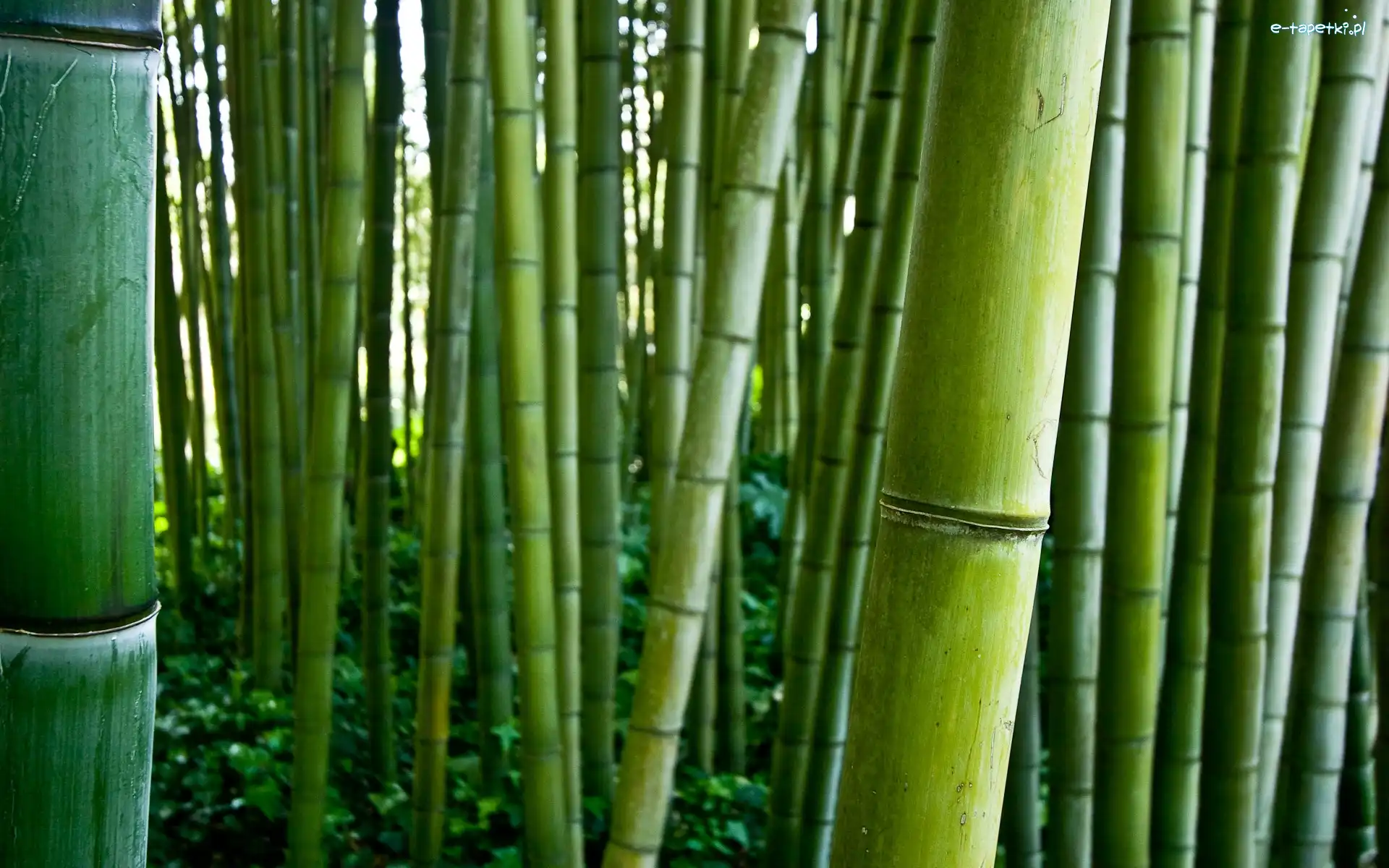 Bambusowy, Las