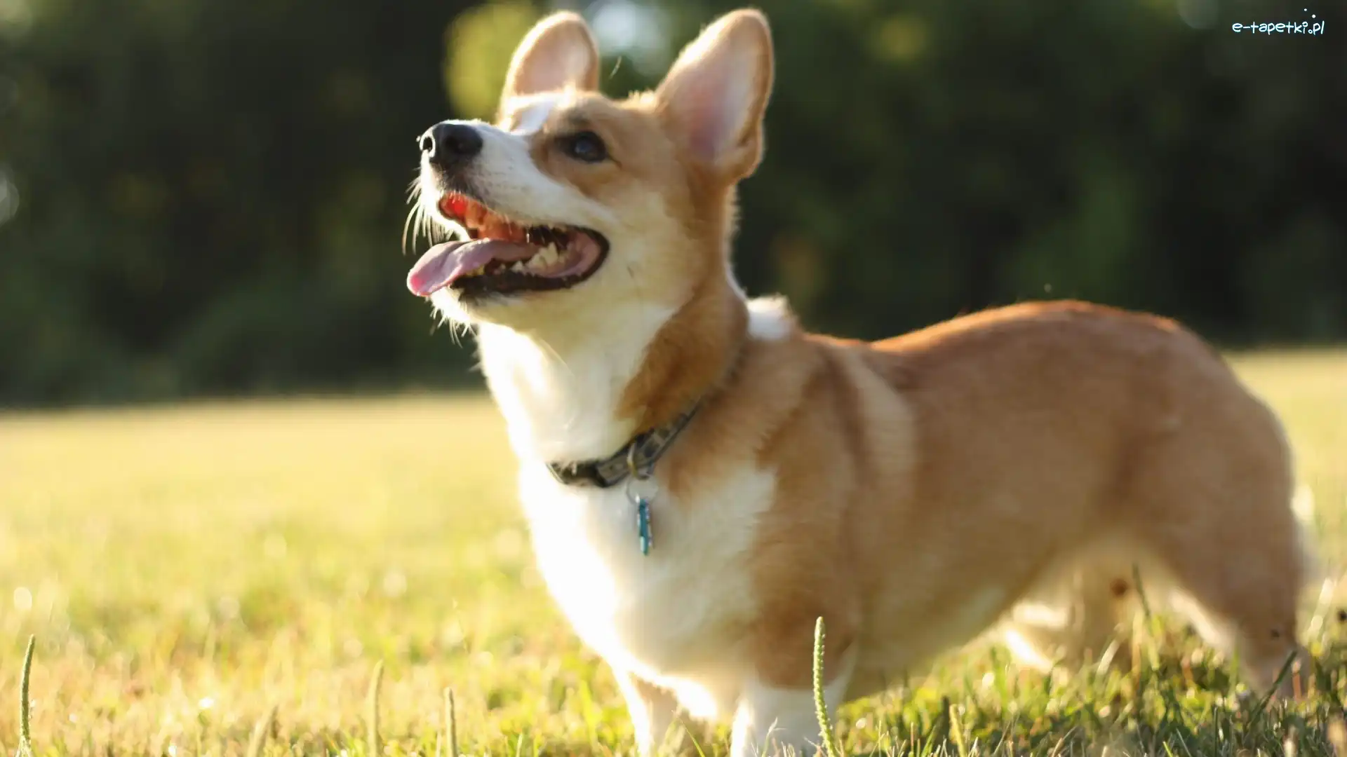 Język, Corgi, Trawa, Piesek