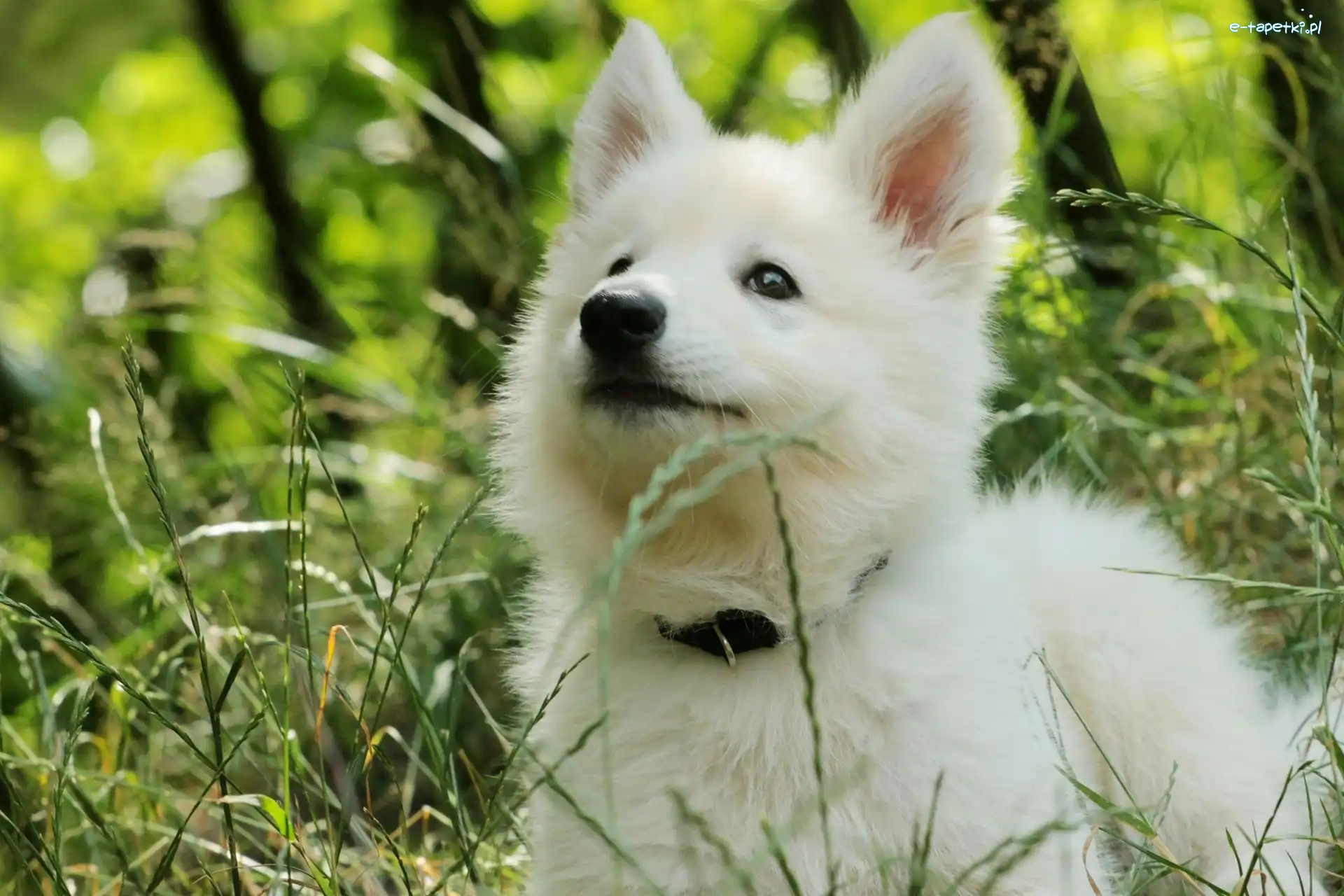 Szczeniak, Trawa, Łąka, Samojed