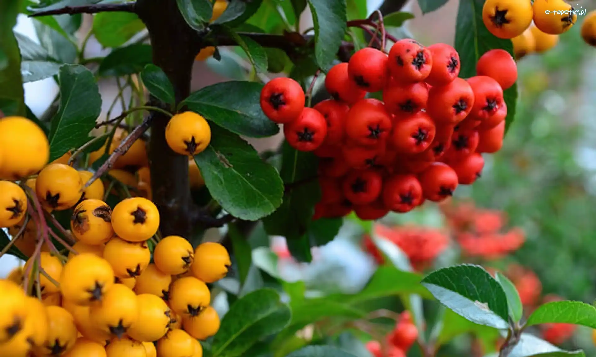 Czerwona, Ognik, Pyracantha, Żółta