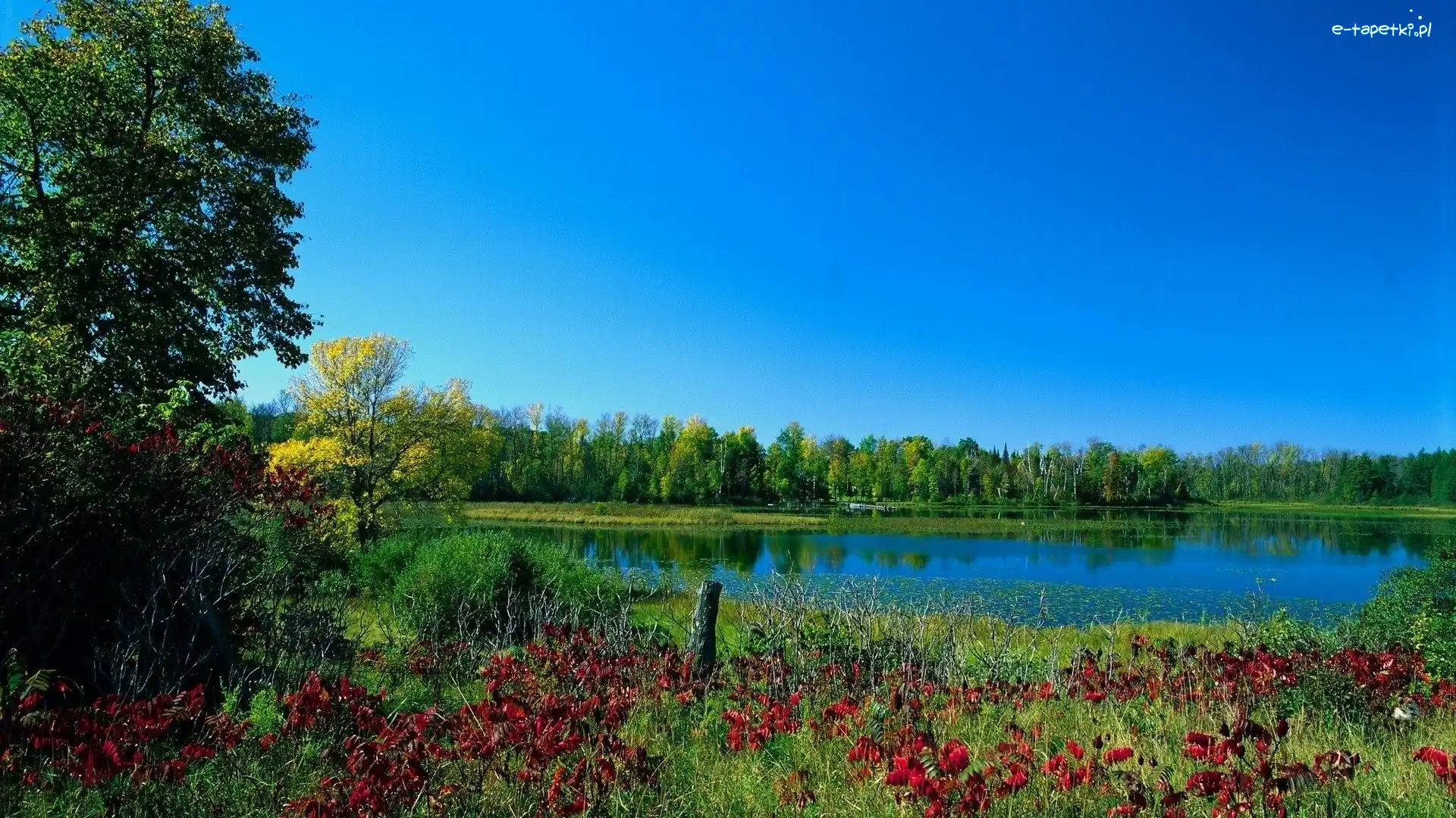 Las, Łąka, Jezioro