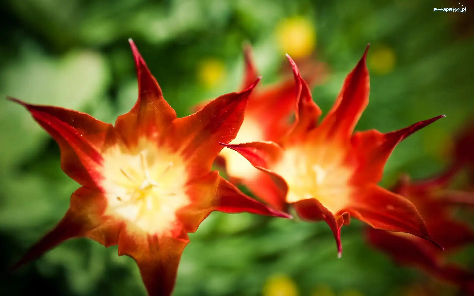 Tulipany, Żółte, Czerwono