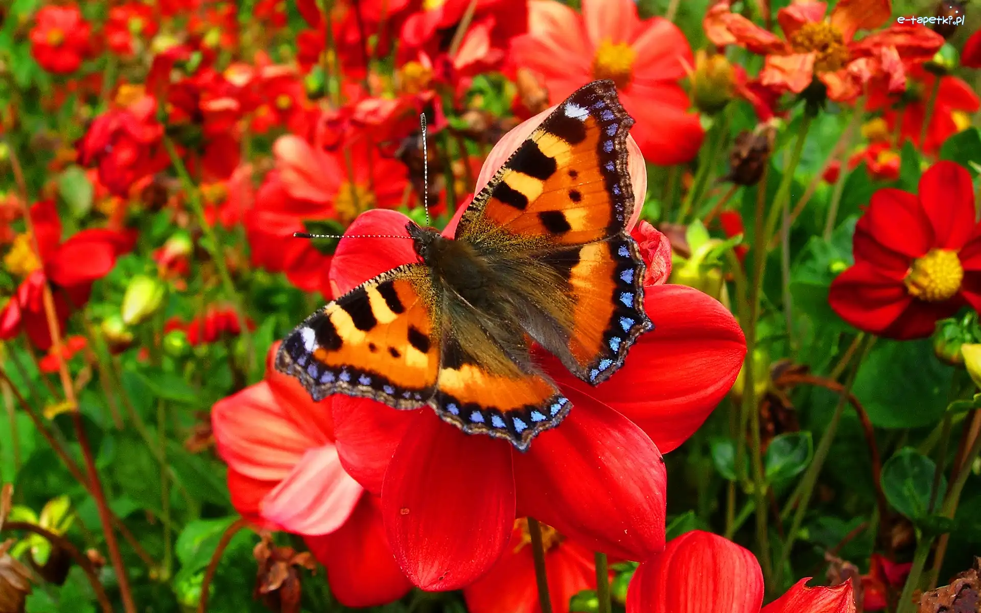 Motyl, Ogród, Kwiaty, Piękny