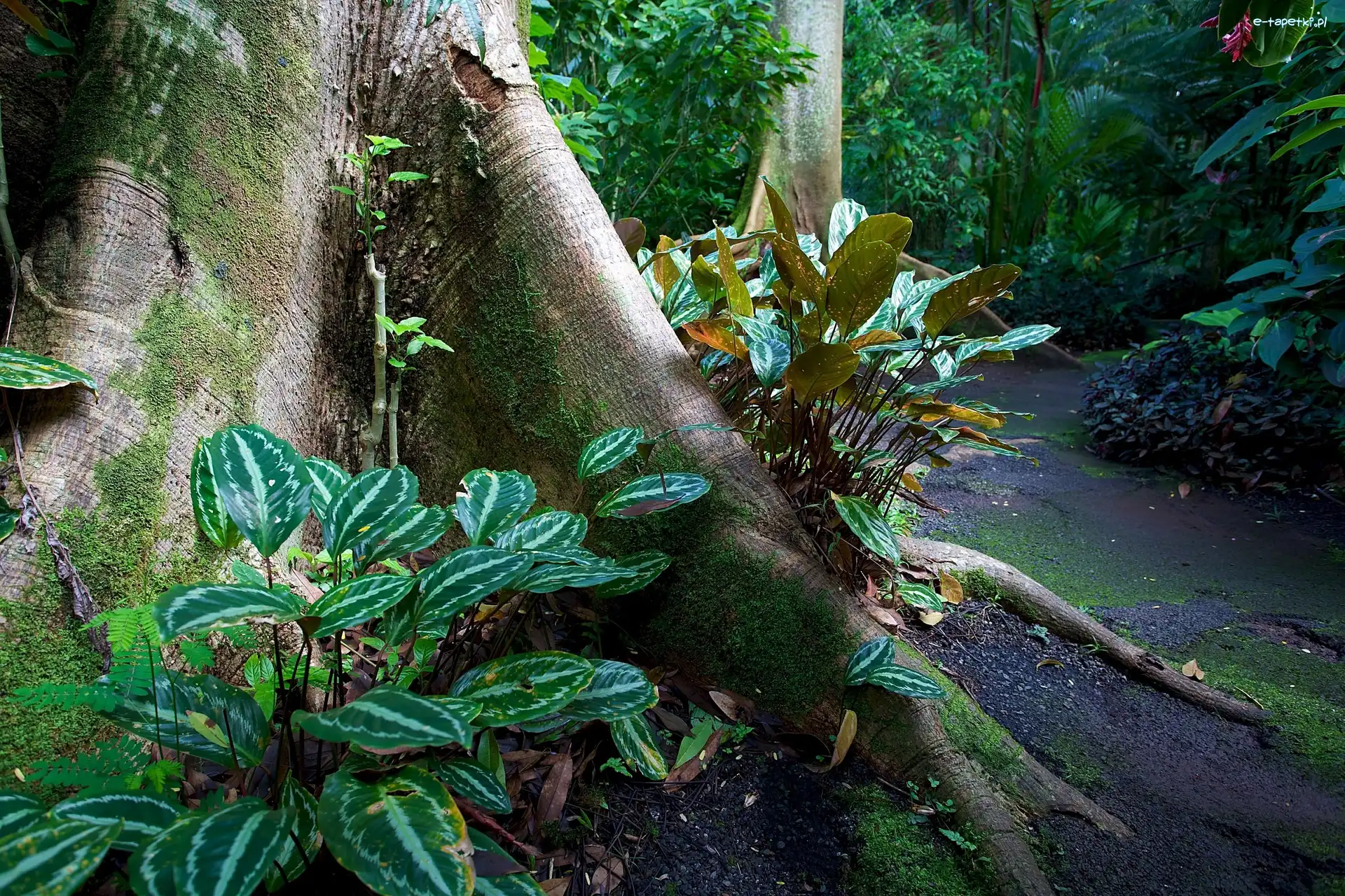 USA, Hawaje, Ogród Botaniczny