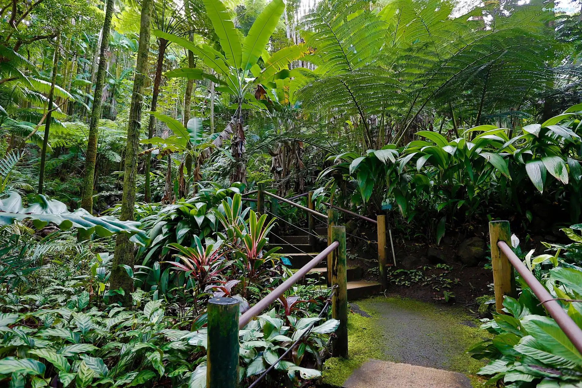 Tropikalny, Schodki, Ogród Botaniczny, Hawaje