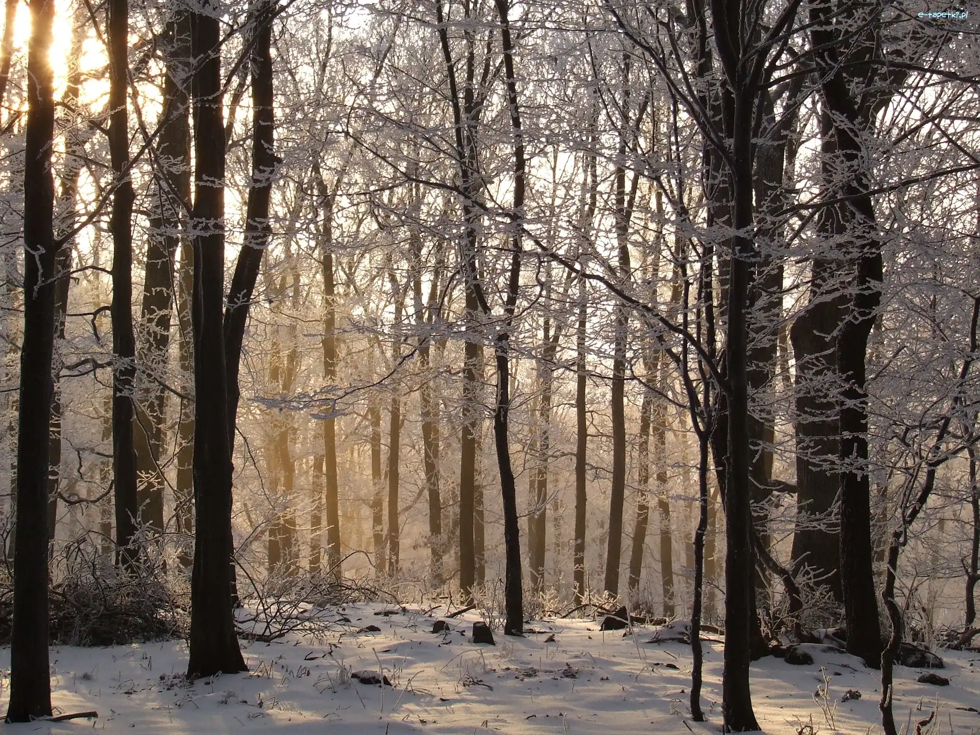 Śnieg, Las, Zima