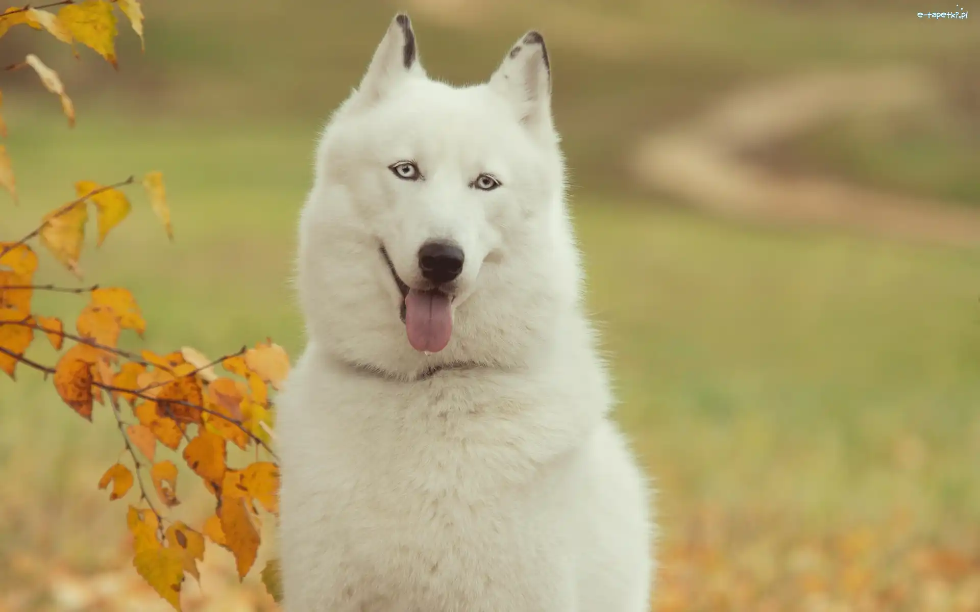 Jesień, Drzewo, Siberian husky