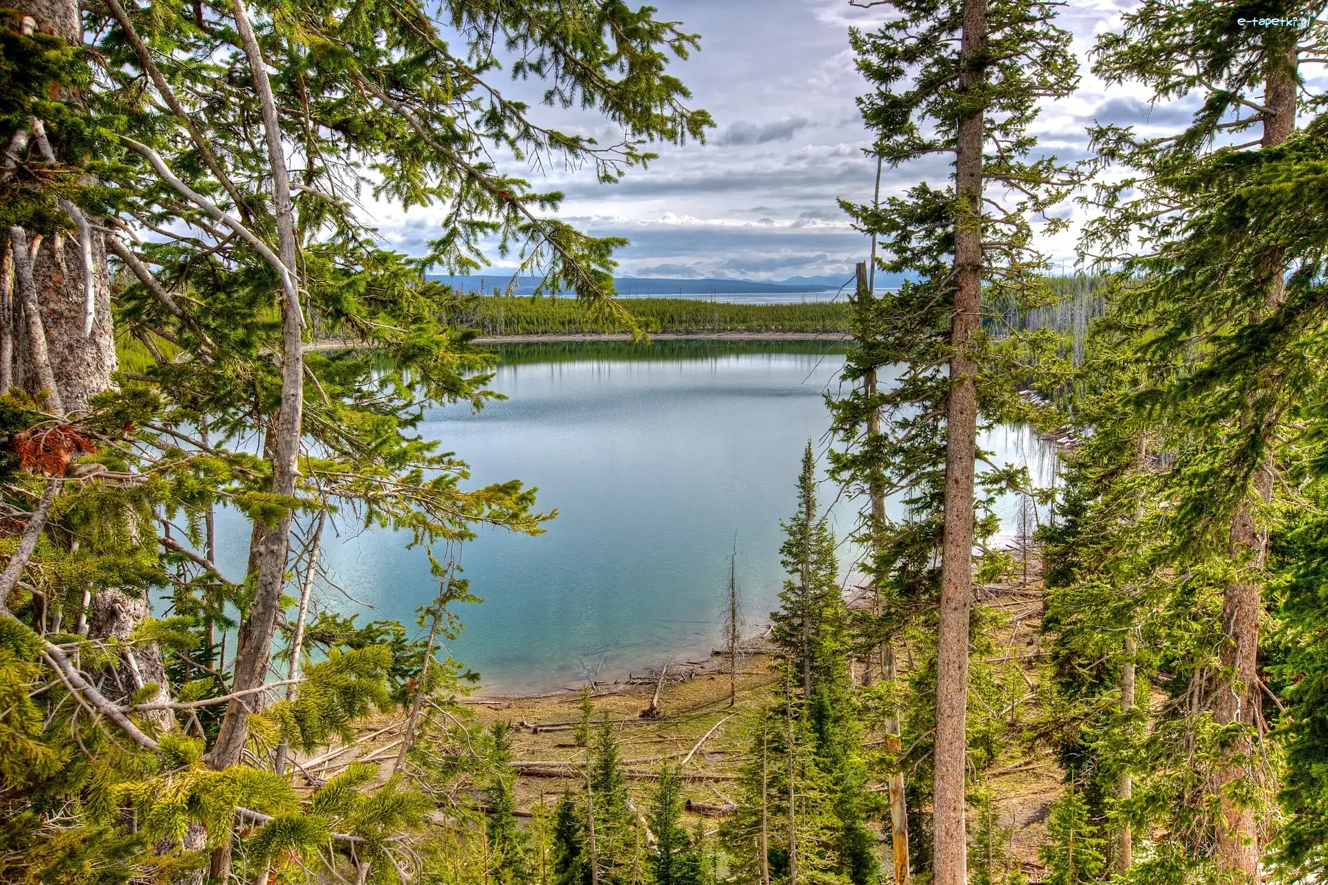 Stany Zjednoczone, Jeziora, Park Narodowy Yellowstone, Krajobraz, Lasy