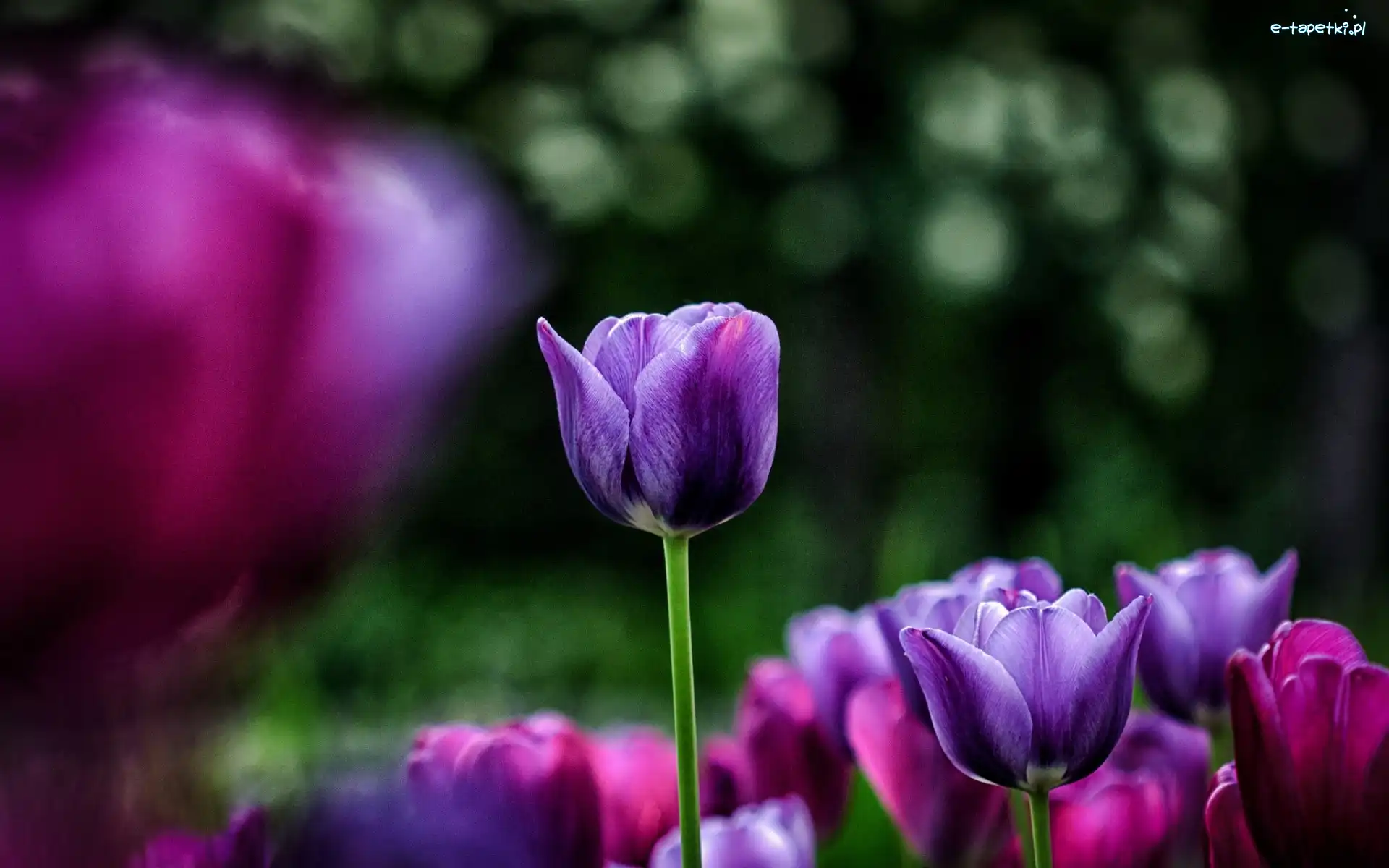 Tulipany, Fioletowe
