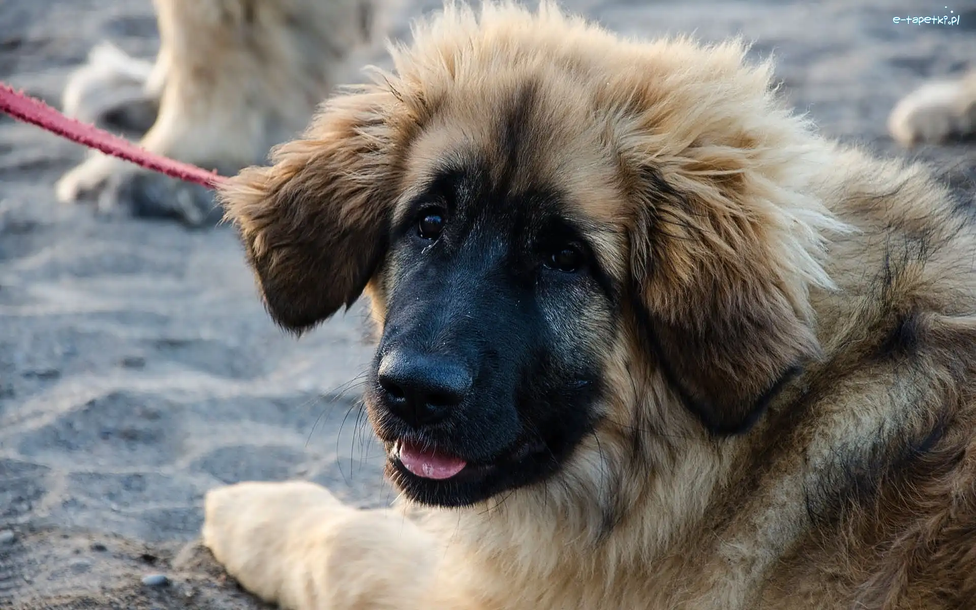 Leonberger, Smycz, Szczeniak