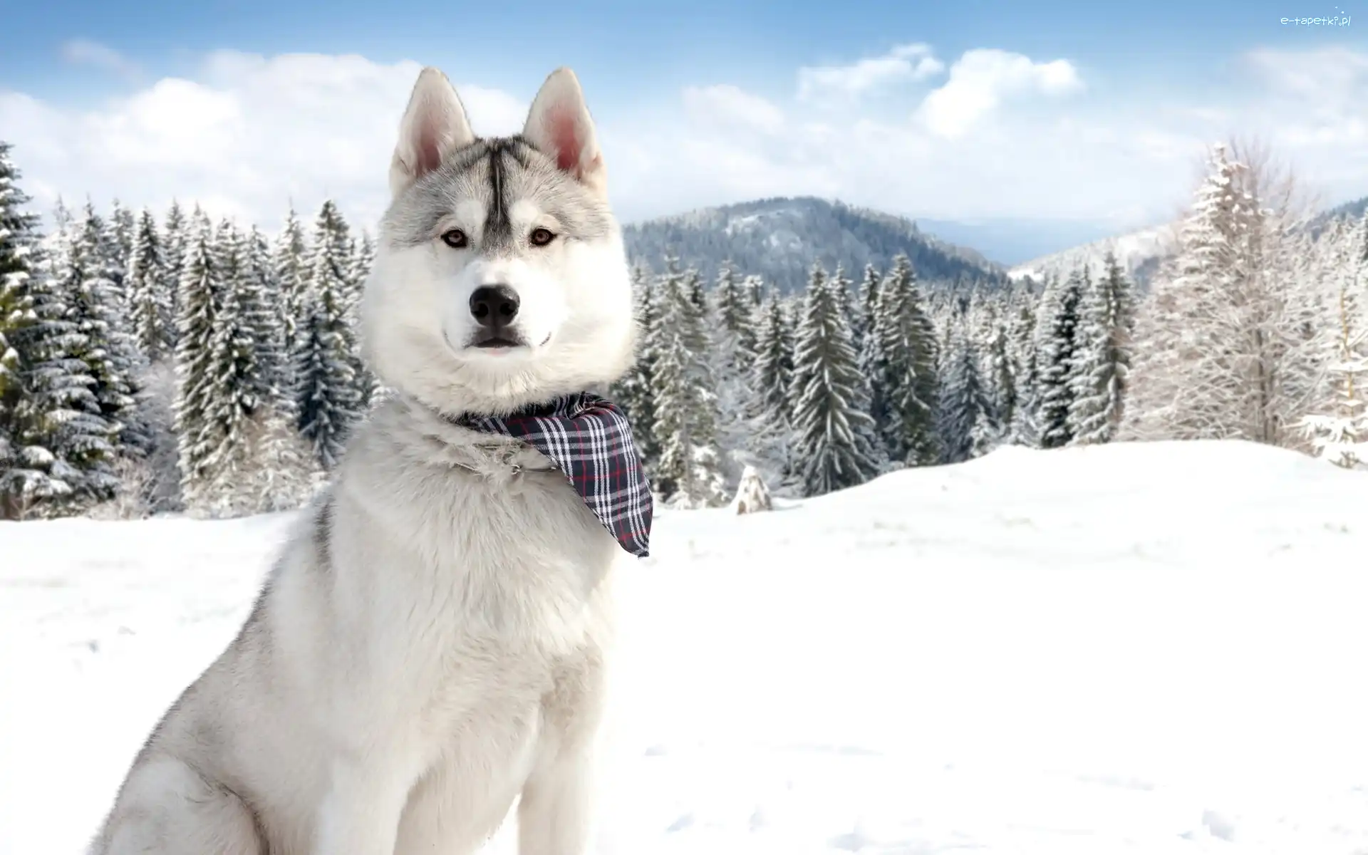 Chustka, Świerki, Śnieg, Husky