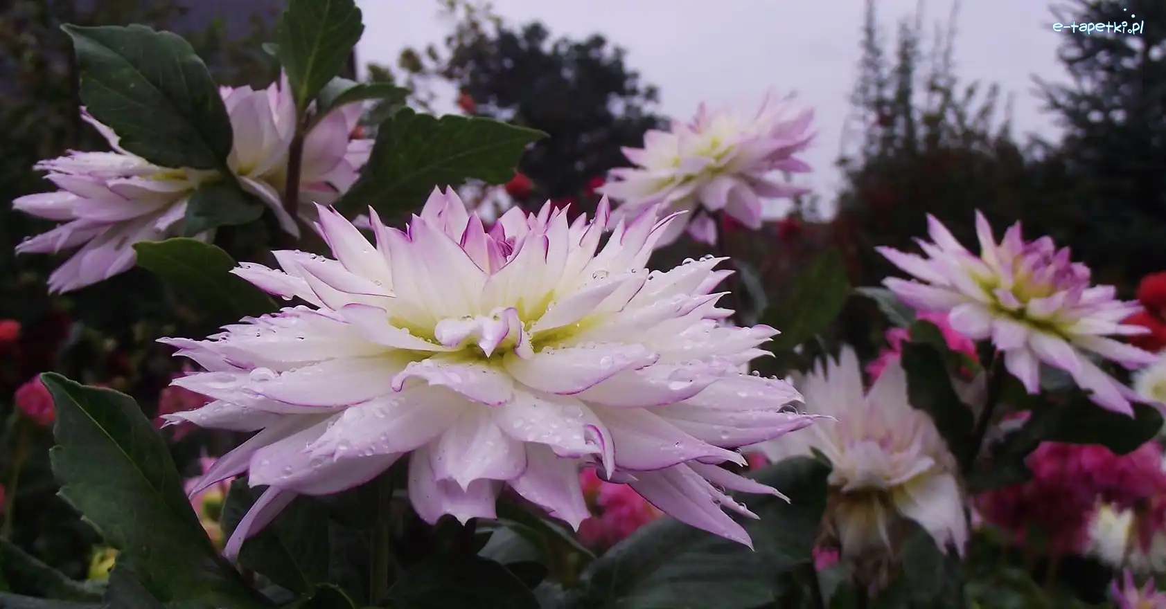 Rosy, Krople, Dalie