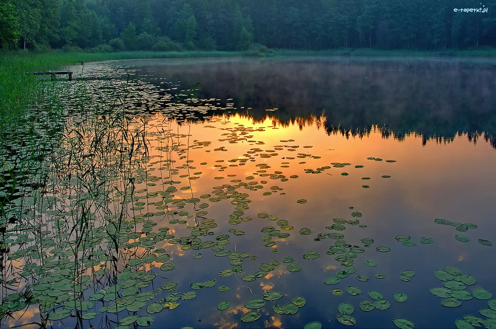 Odbicie, Trawy, Liście, Las, Jezioro, Słońca, Zachód