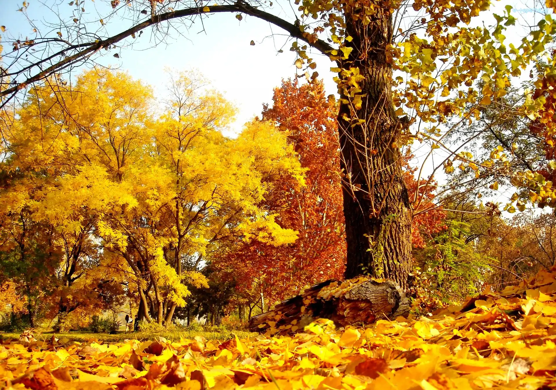 Park, Drzewa, Kolorowe, Jesień, Liście