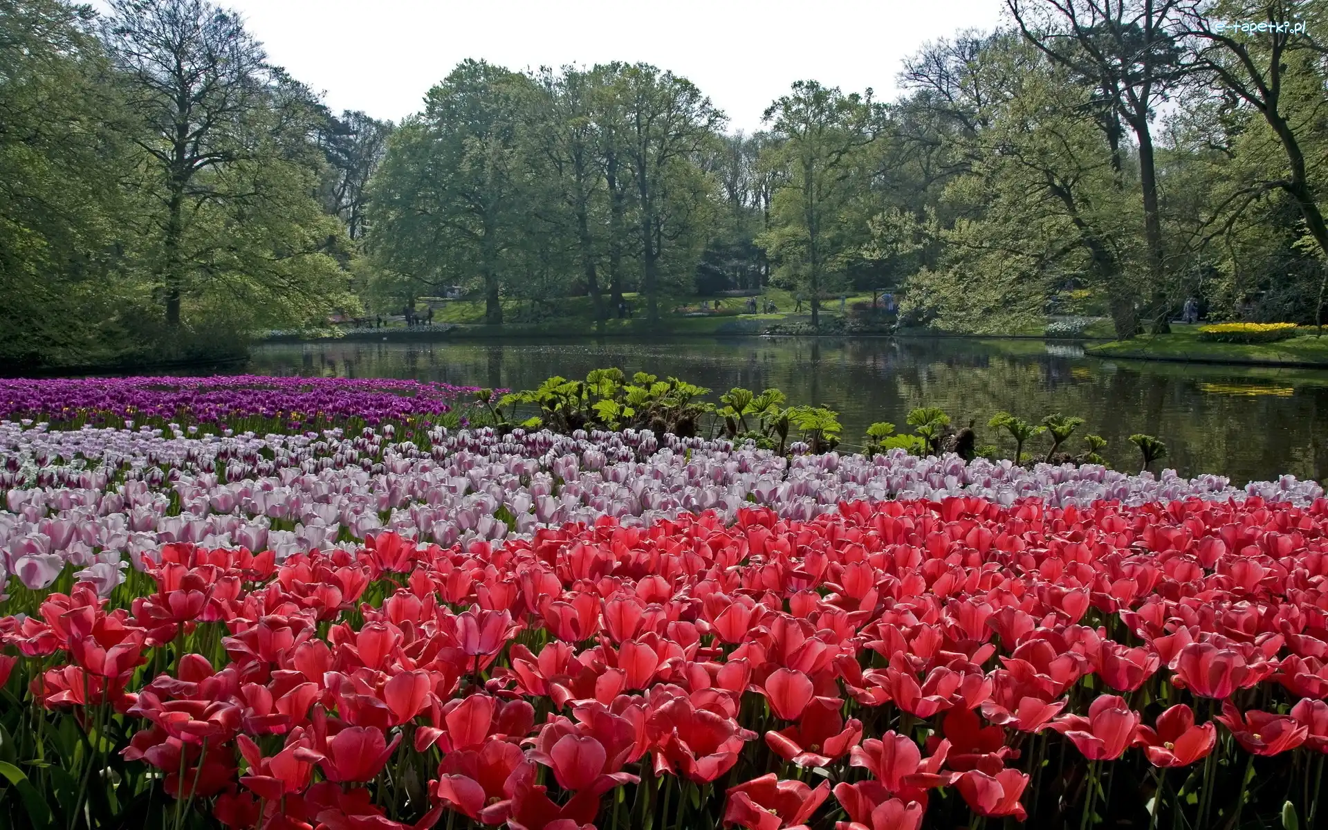 Rzeka, Holandia, Tulipany, Park