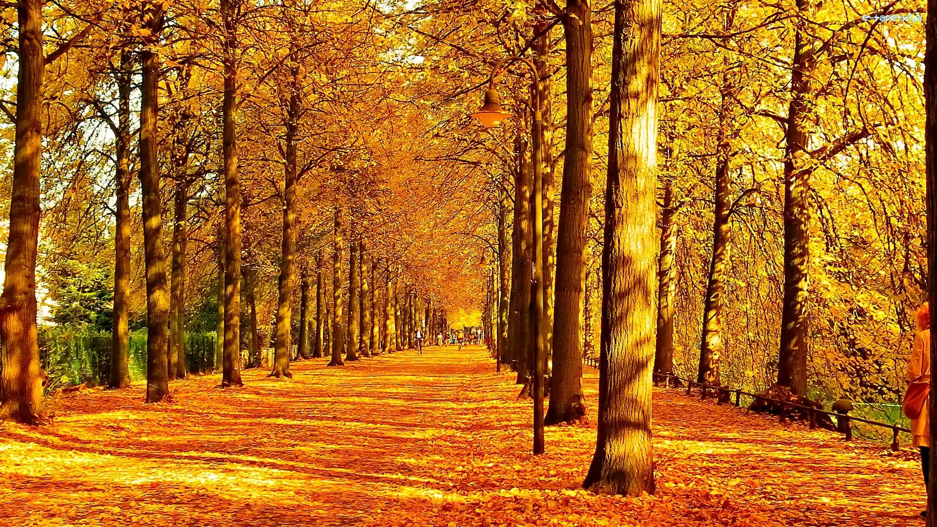 Aleja, Park, Jesień