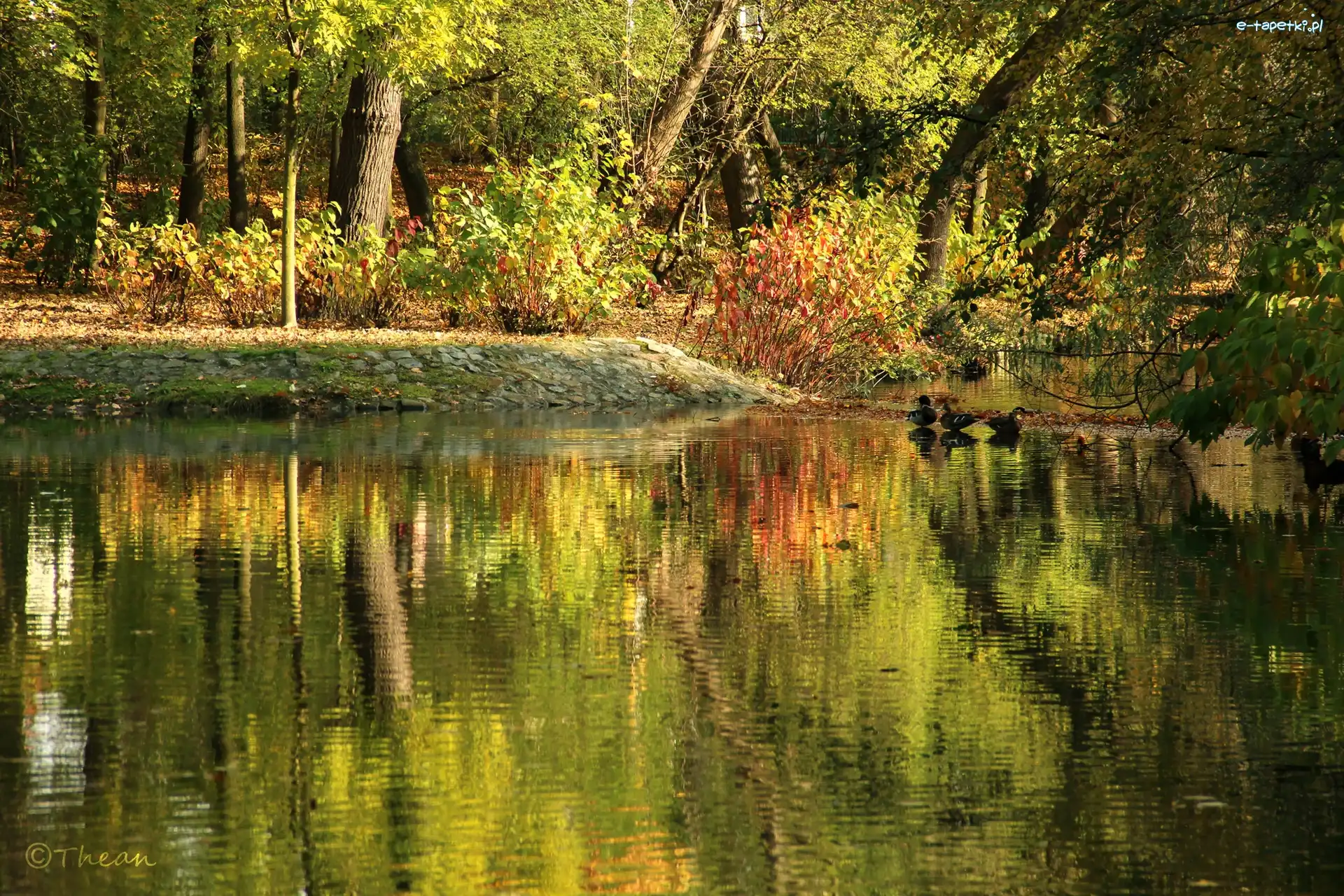 Park, Jezioro, Jesień, Kaczki, Drzewa