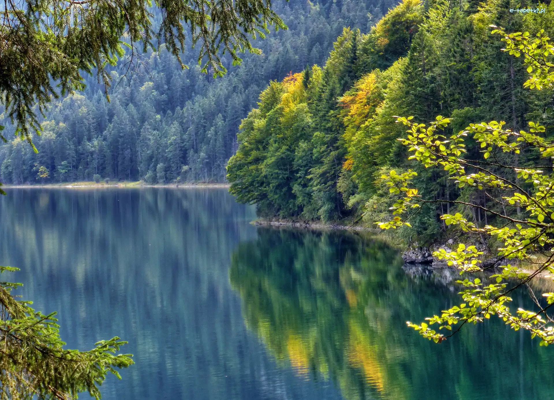Las, Drzewa, Odbicie, Jezioro