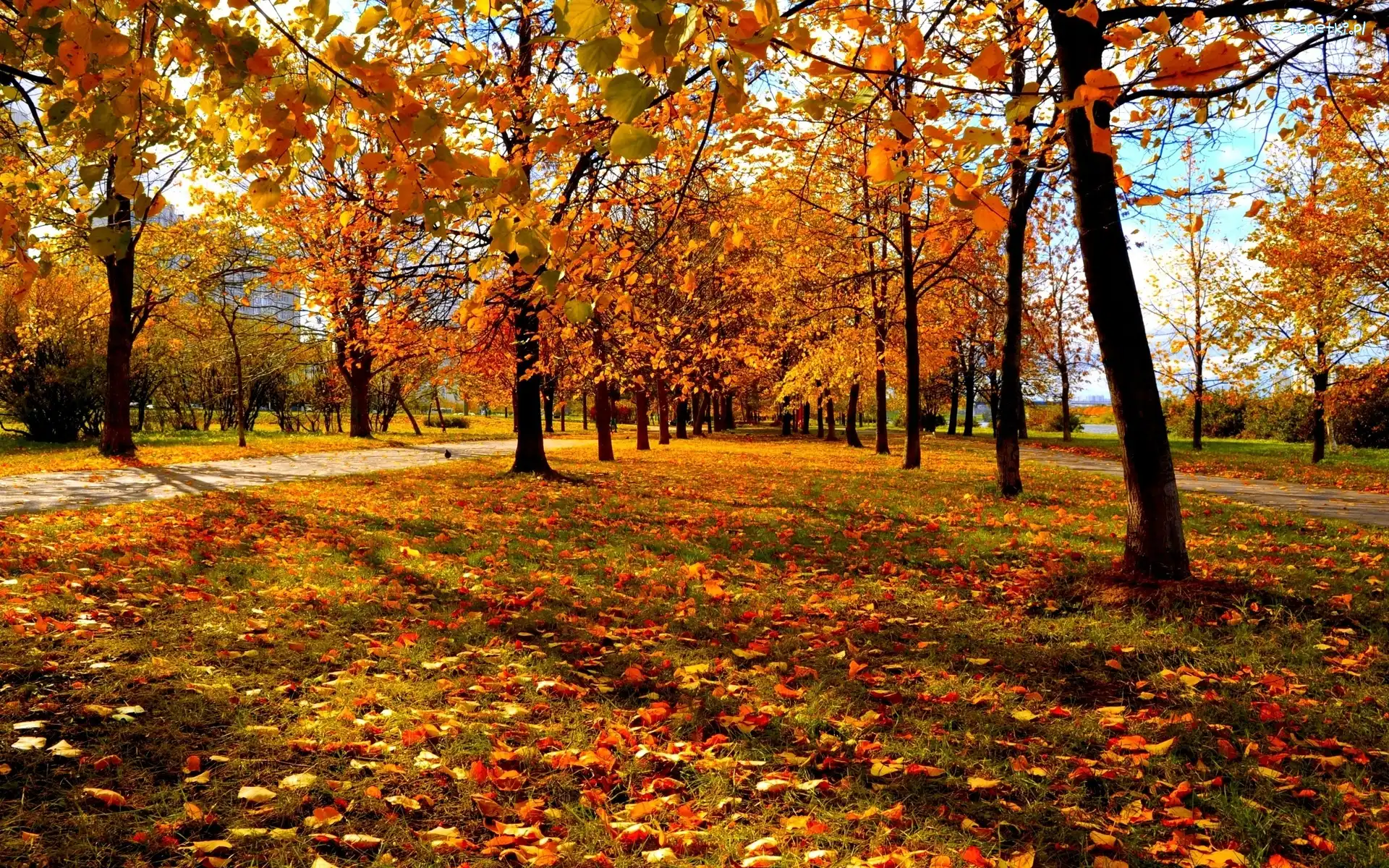Park, Drzewa, Kolorowe, Jesień, Liście