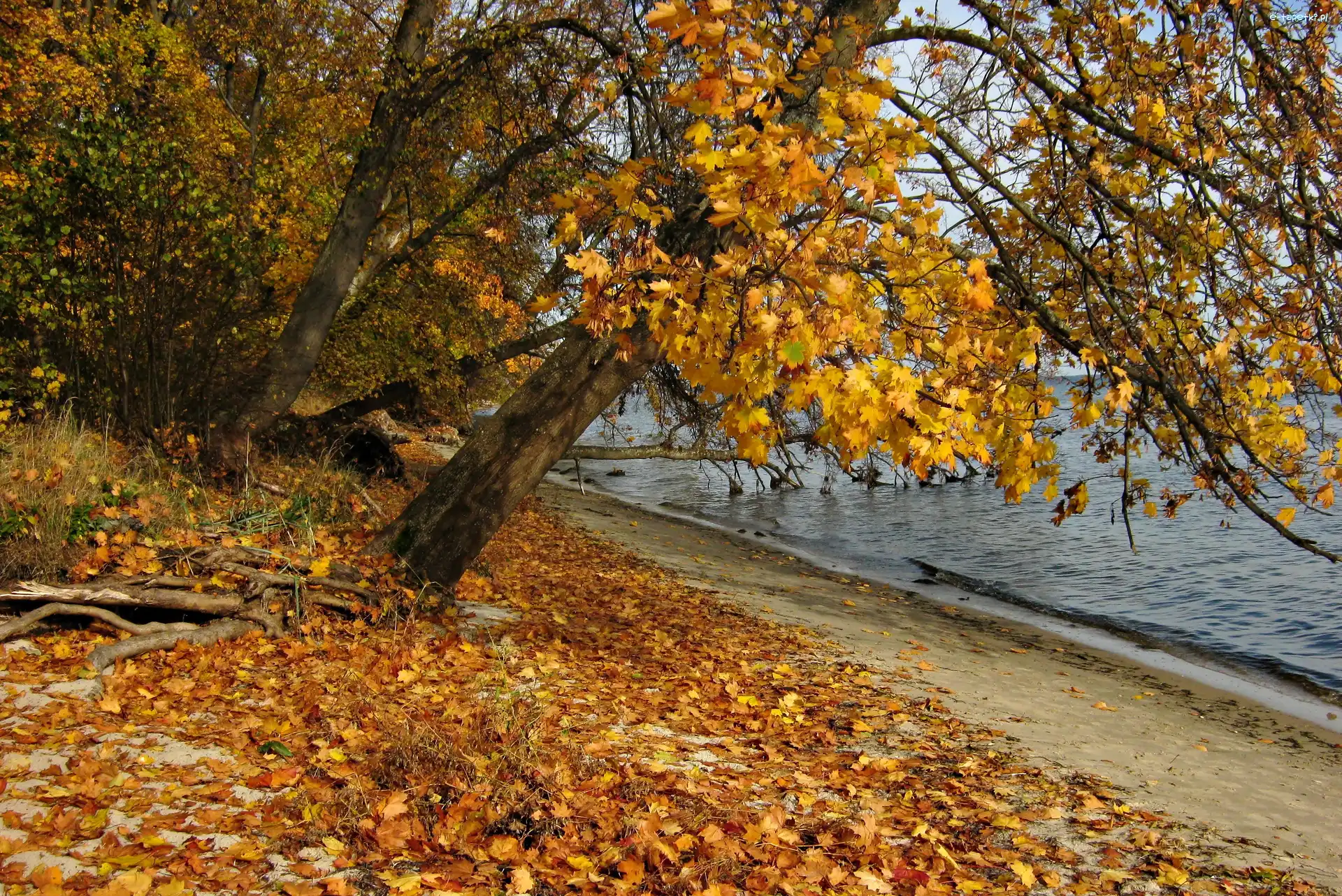 Las, Jesień, Liście, Jezioro