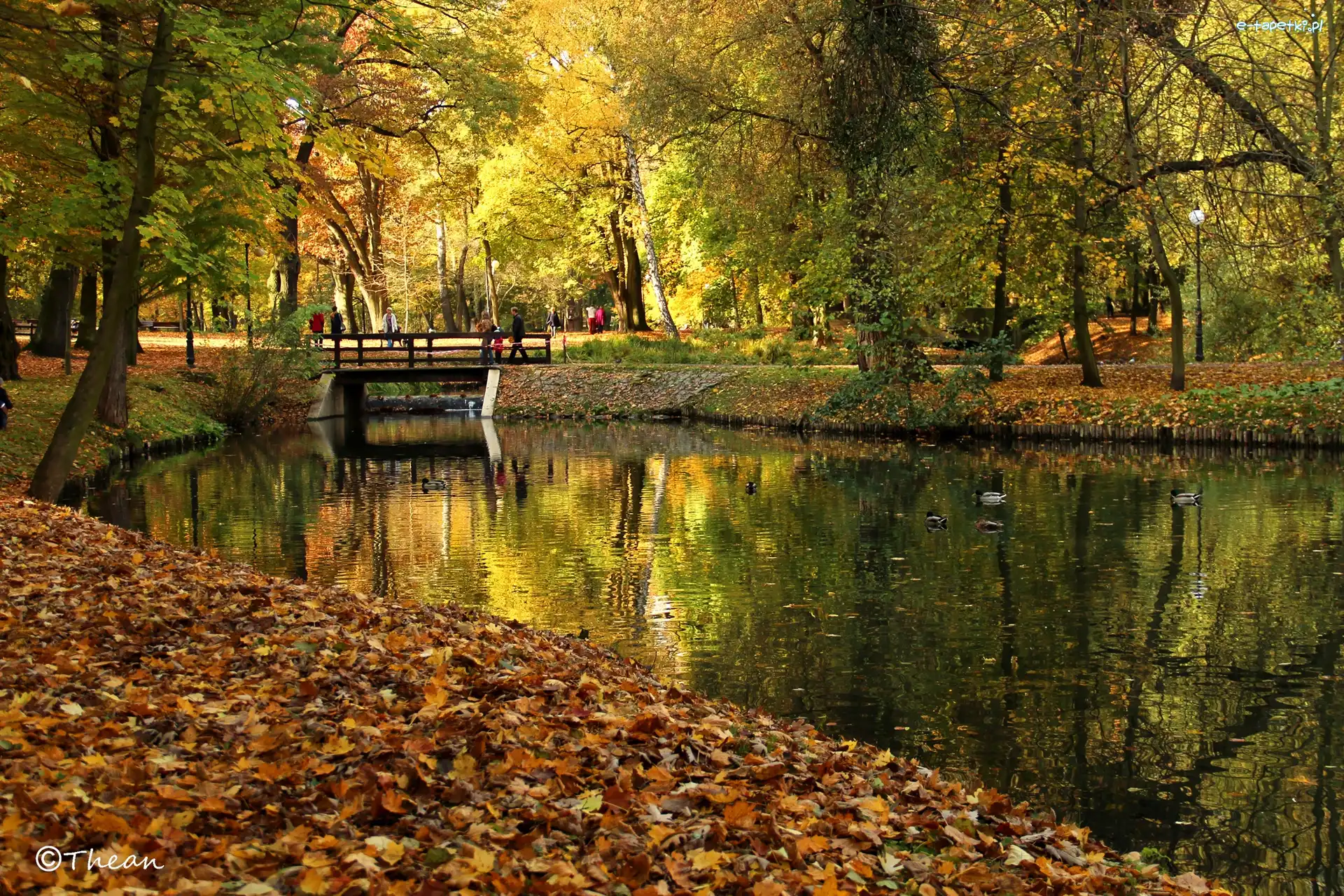 Suche, Jezioro, Jesień, Liście, Drzewa, Park